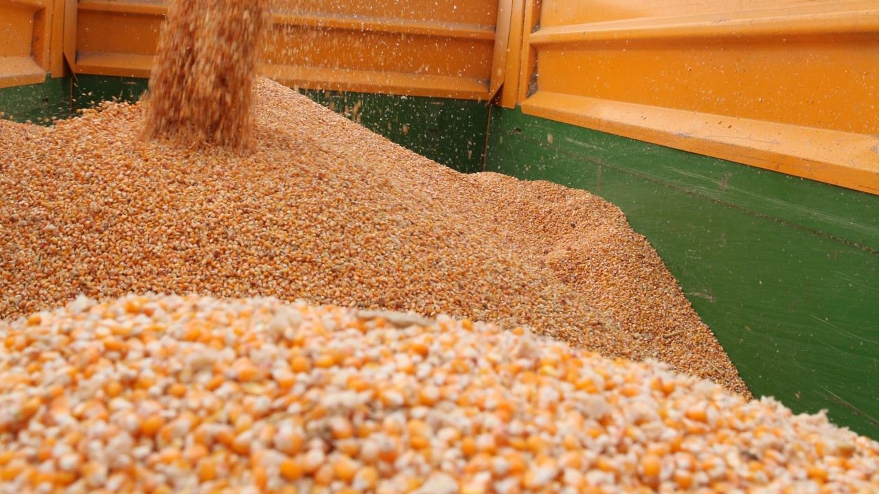 kws_grain_corn_harvest.jpg