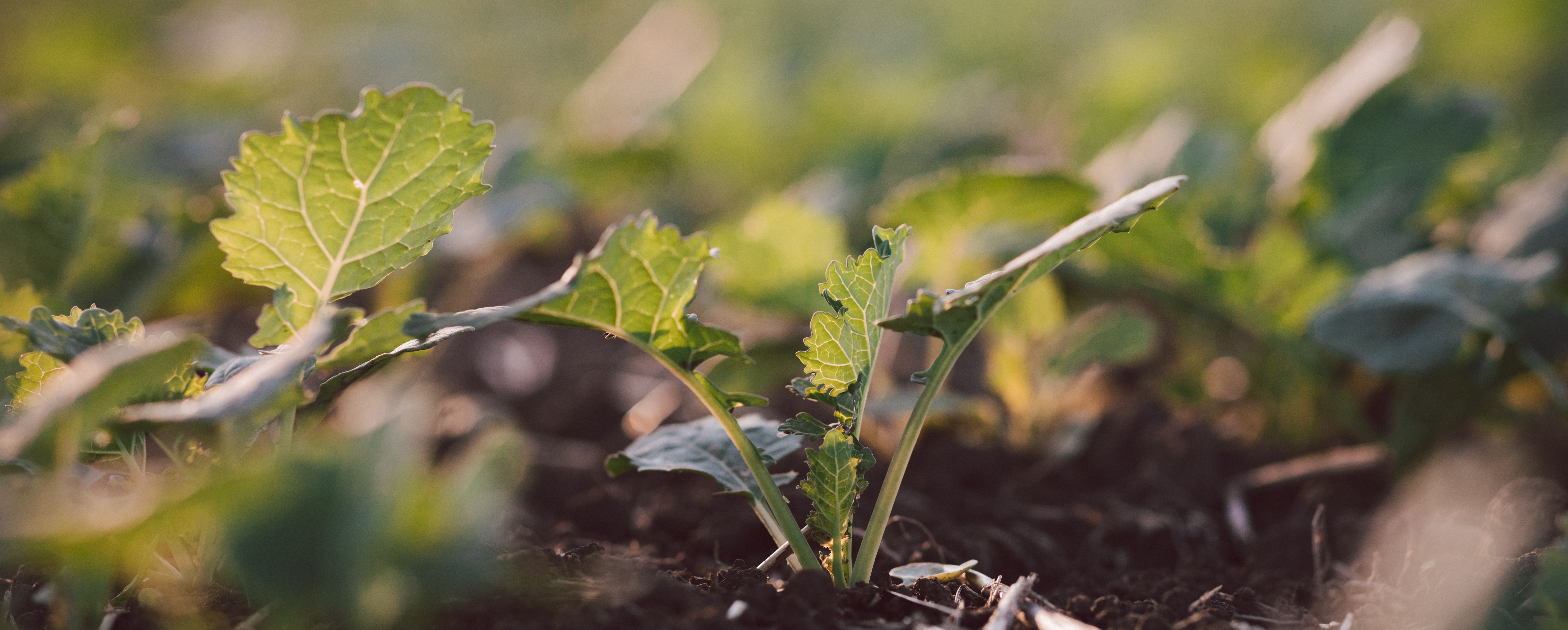 KWS0920_rapeseed_youth_development_010_header.jpg