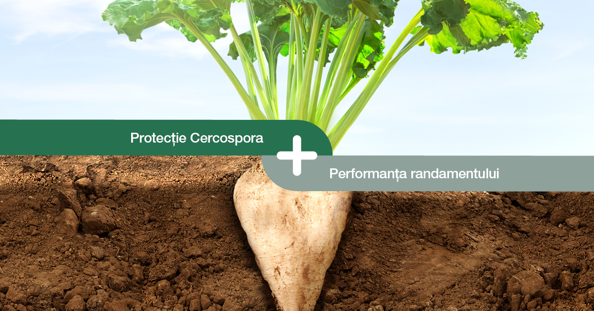 cercospora protection yield