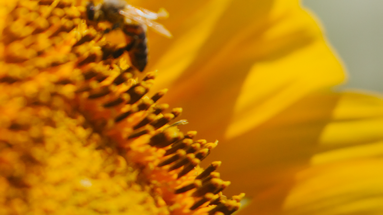 kws_bee_on_sunflower.png