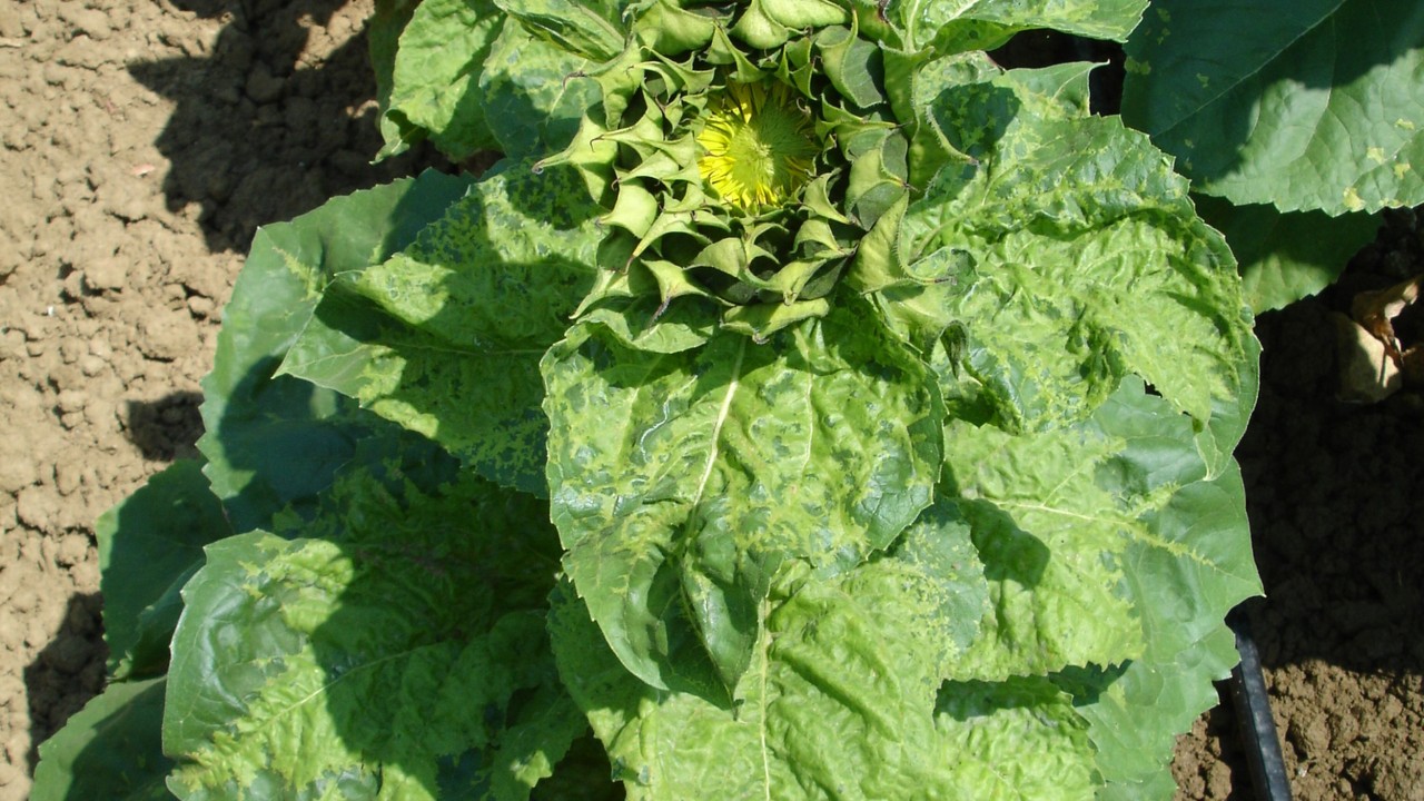 kws_irrigation_sunflower.jpg