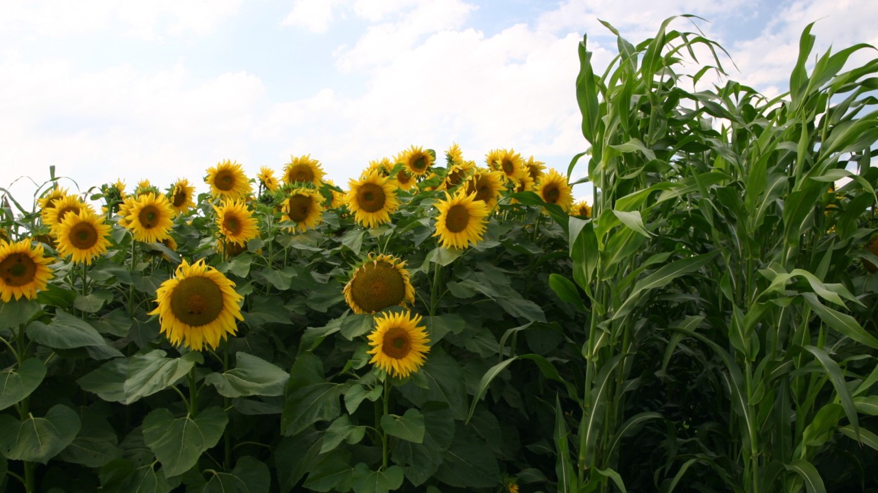 kws_sunflower_and_corn_field.jpg