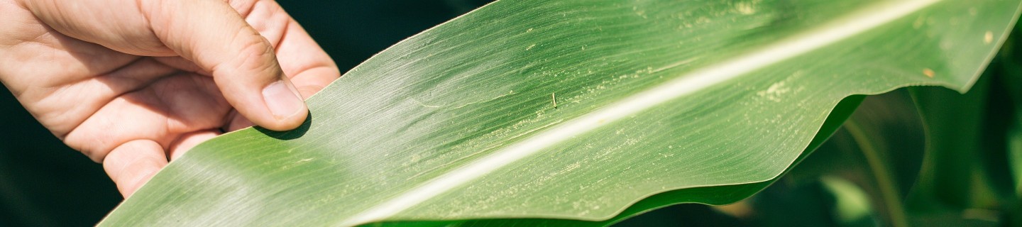 KWS-RS-ClimaControl3-Corn-Leaf.jpg