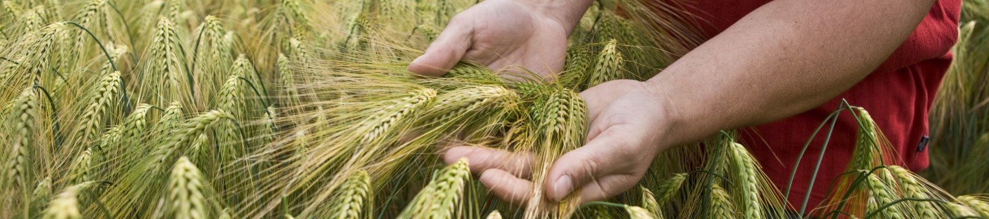 A man holds a spring barley crop. Growing barley, barley farming