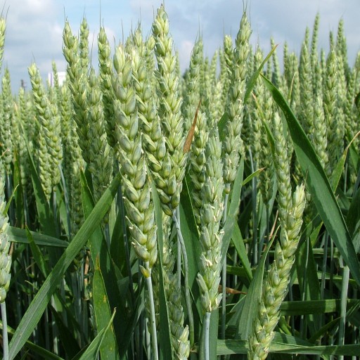 яровая пшеница КВС Аквилон