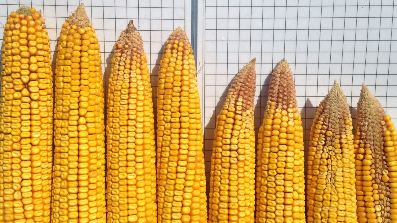 corn_cob_drought.jpg