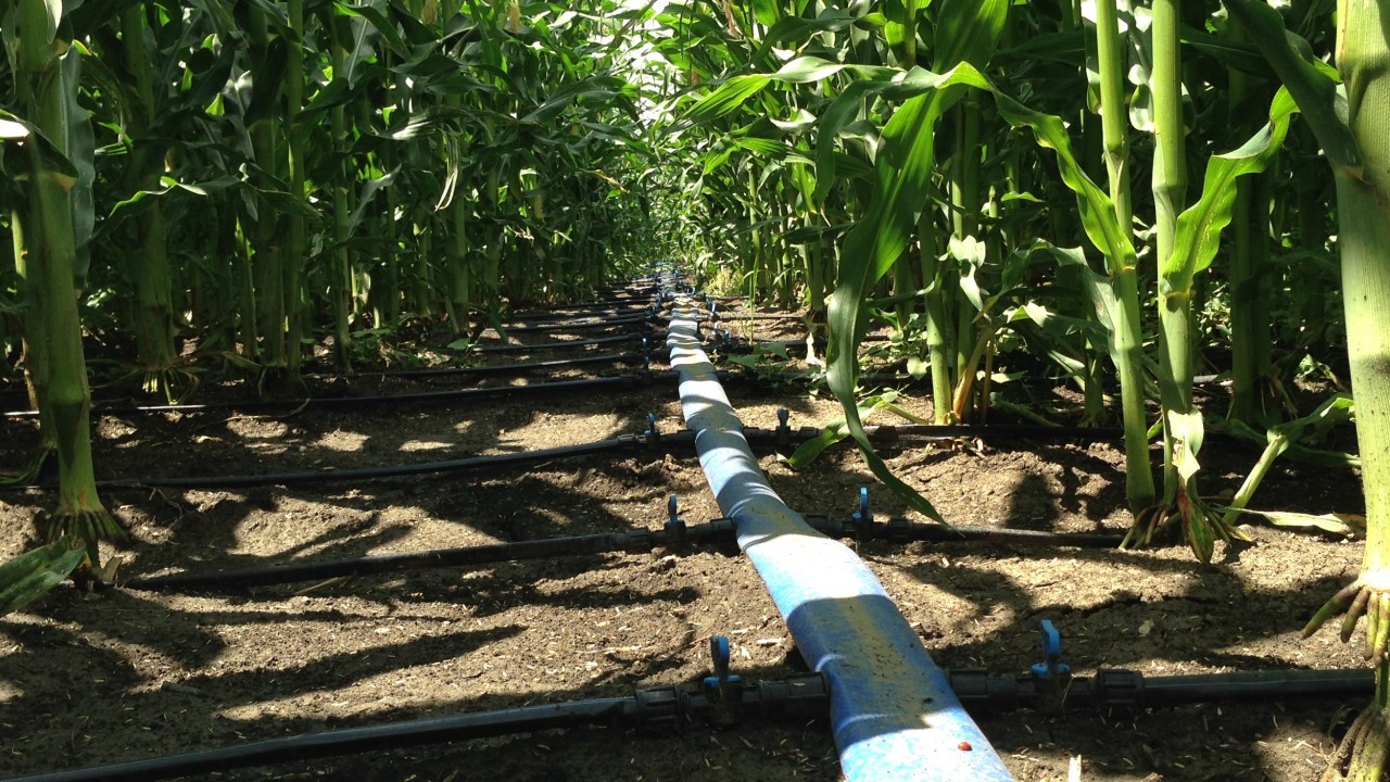 corn_irrigation.jpg
