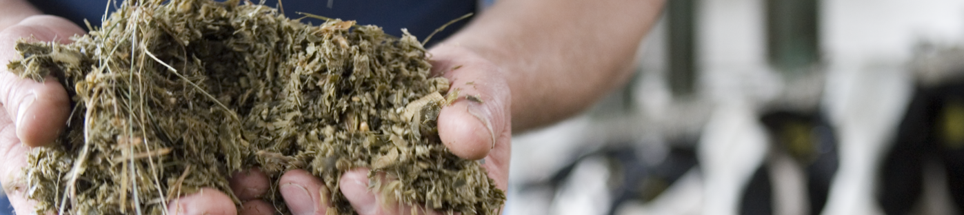 Maissilage-Landwirt-Anschnitt-Hand-0706_KWS_3649_r.png