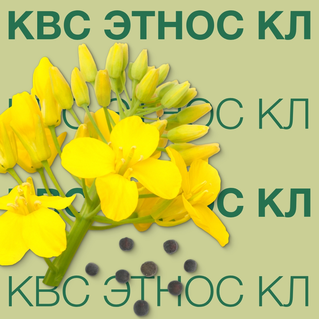КВС ЭТНОС КЛ