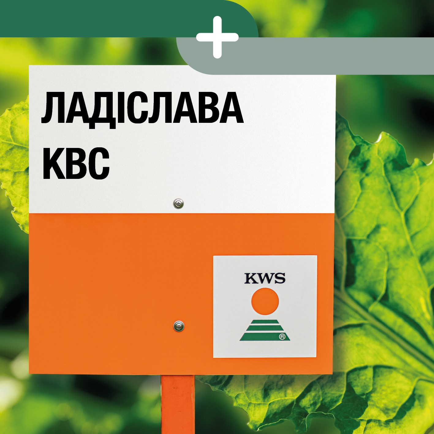 LADISLAVA-KWS-UA.jpg