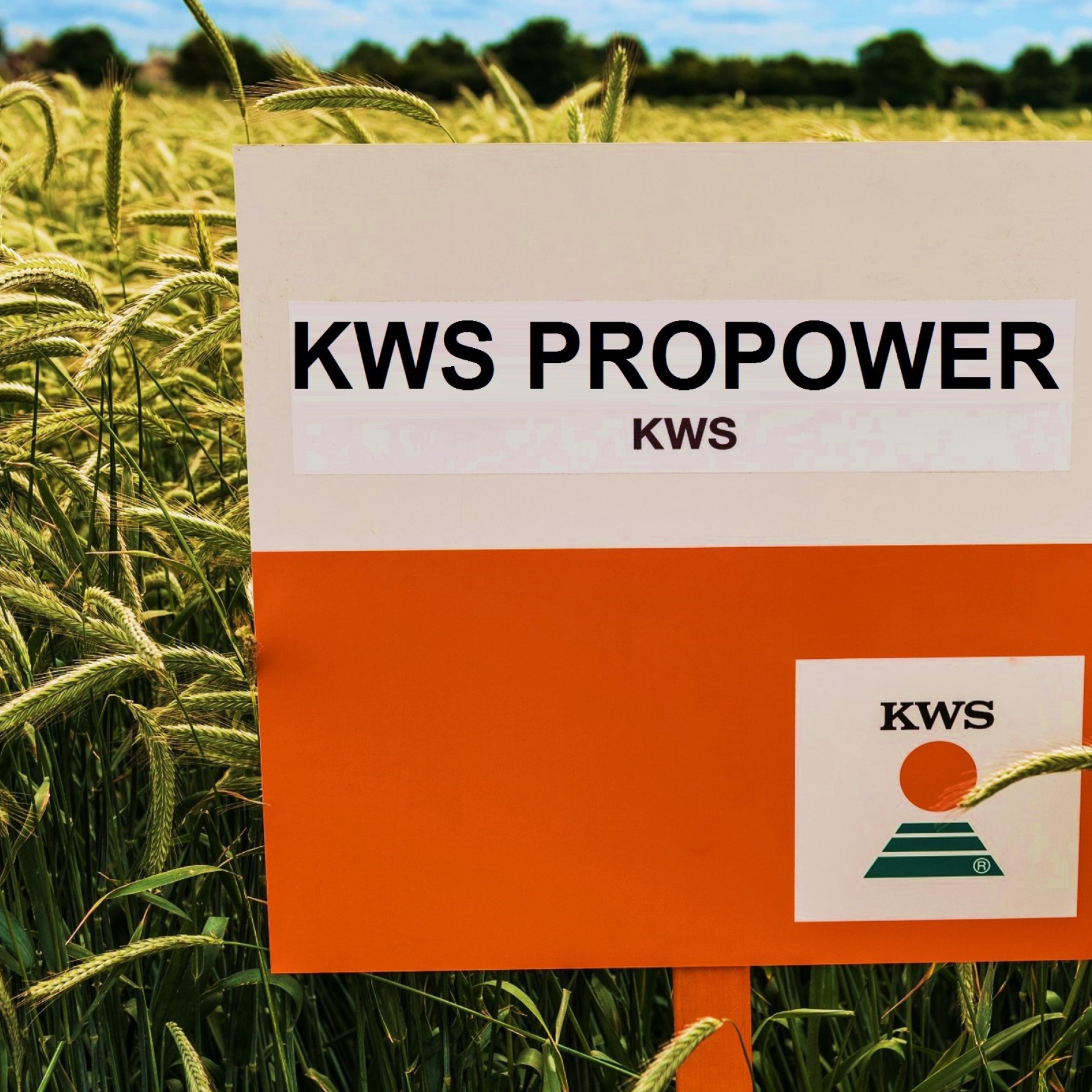kws_wheat_propower_1.jpg