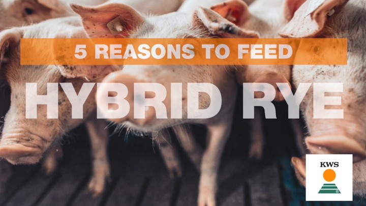 5-reasons-to-feed-rye.jpg