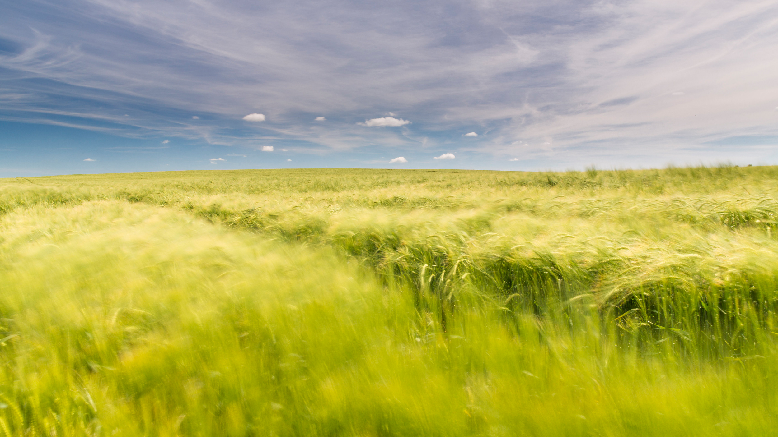 Barley-field.jpg