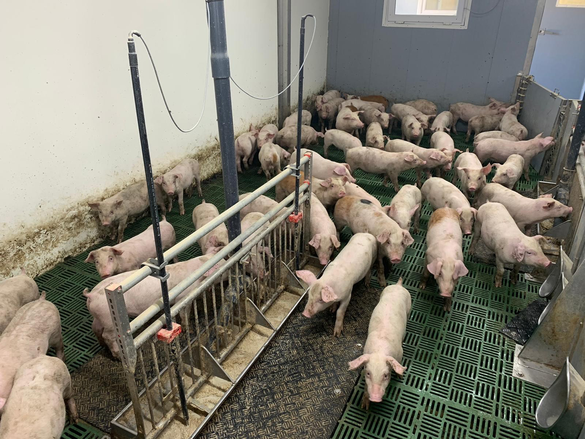 Pigs-feeding-1.jpg