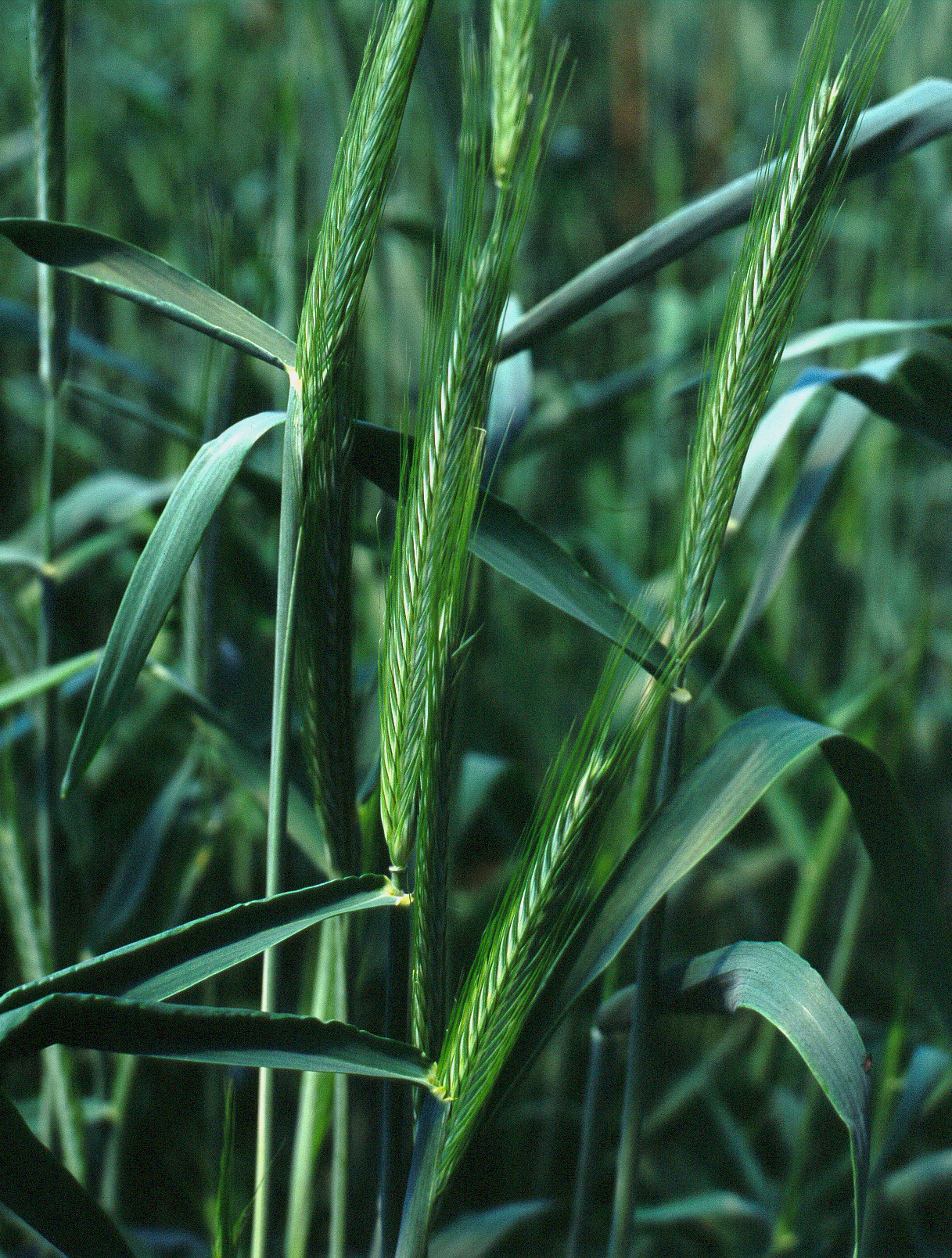 KWS-wheat-ARANTES-Image-4.jpg