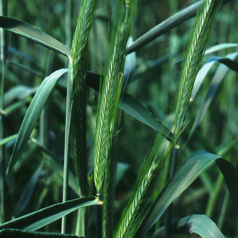 KWS-wheat-ARANTES-Image-4.jpg
