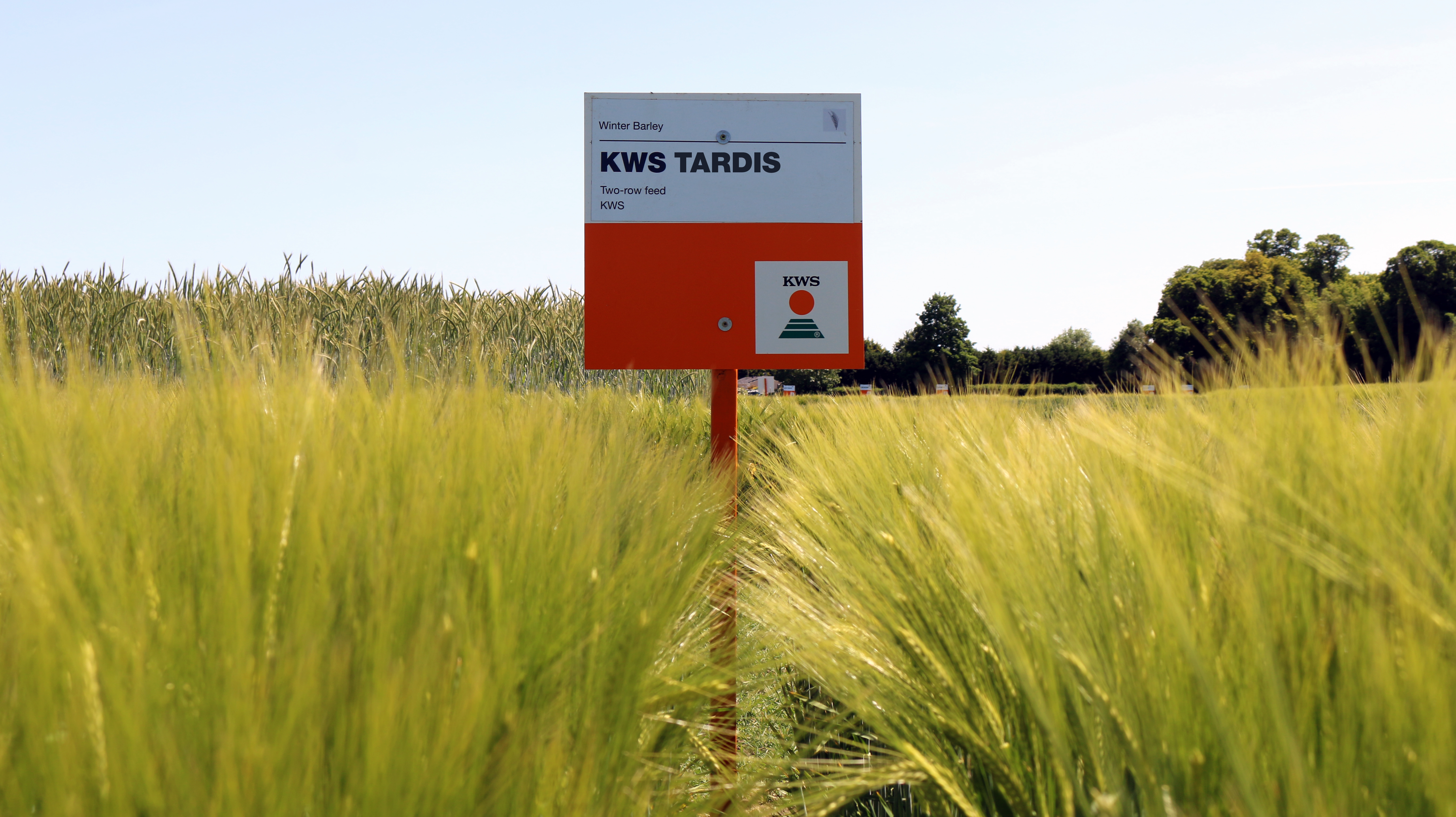 TARDIS is one of the best winter barley varieties