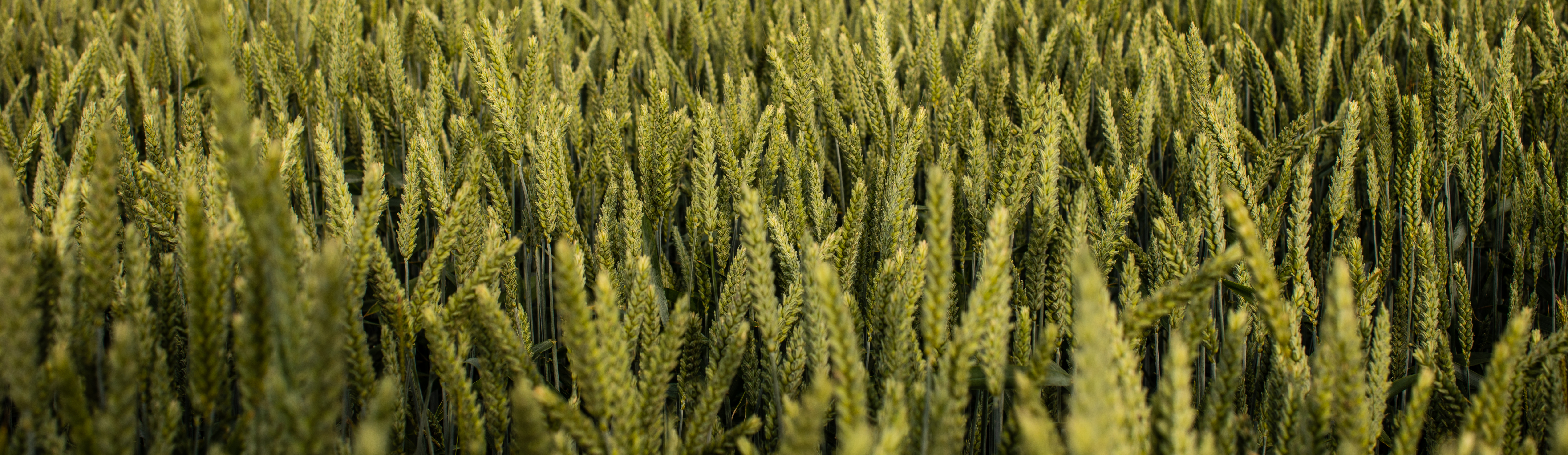 Sowing Wheat - seed rates, sowing date and soil preparation. wheat price uk