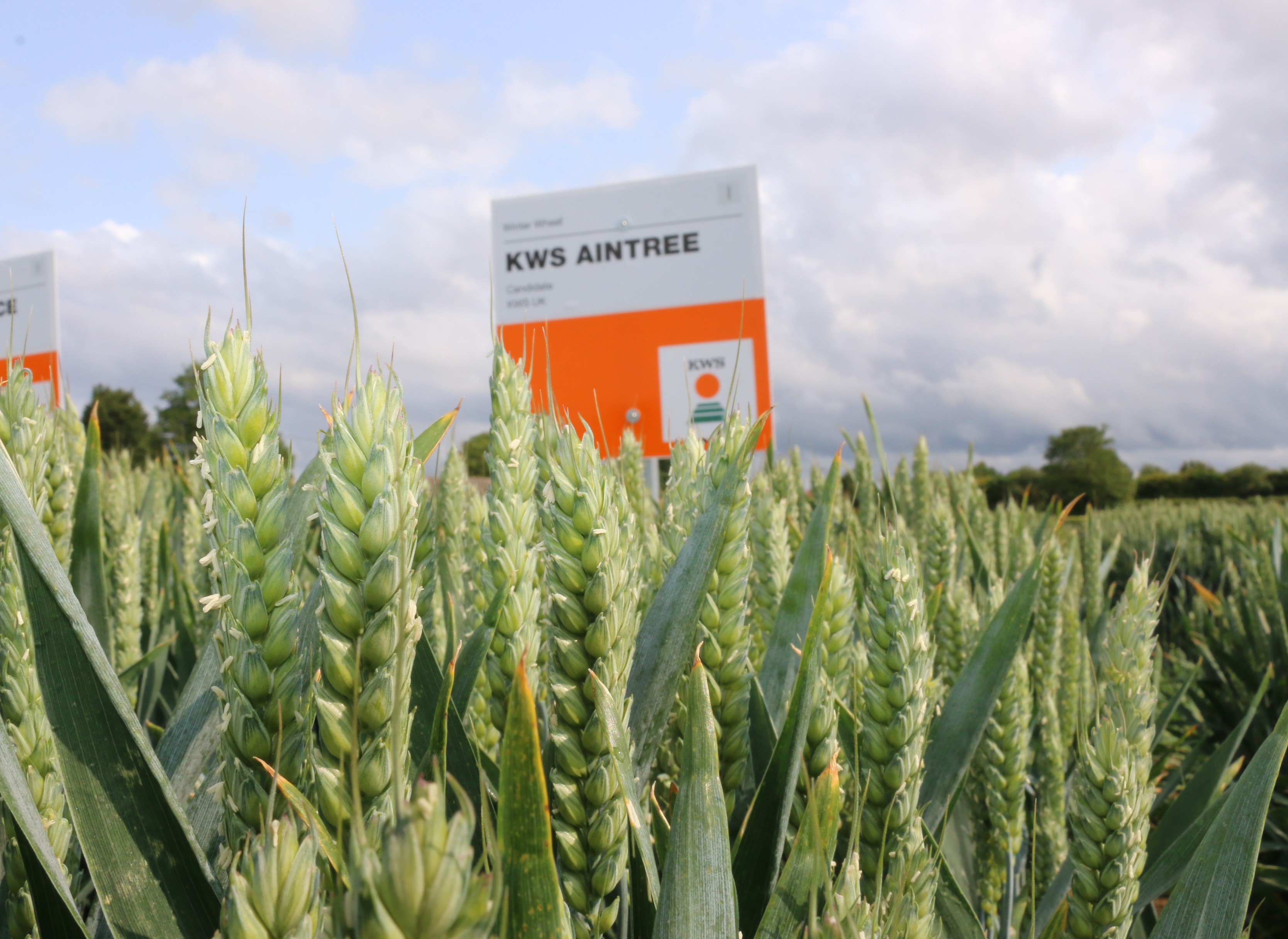 KWS raises the bar on the AHDB Recommended List with three new winter wheats and an OSR addition