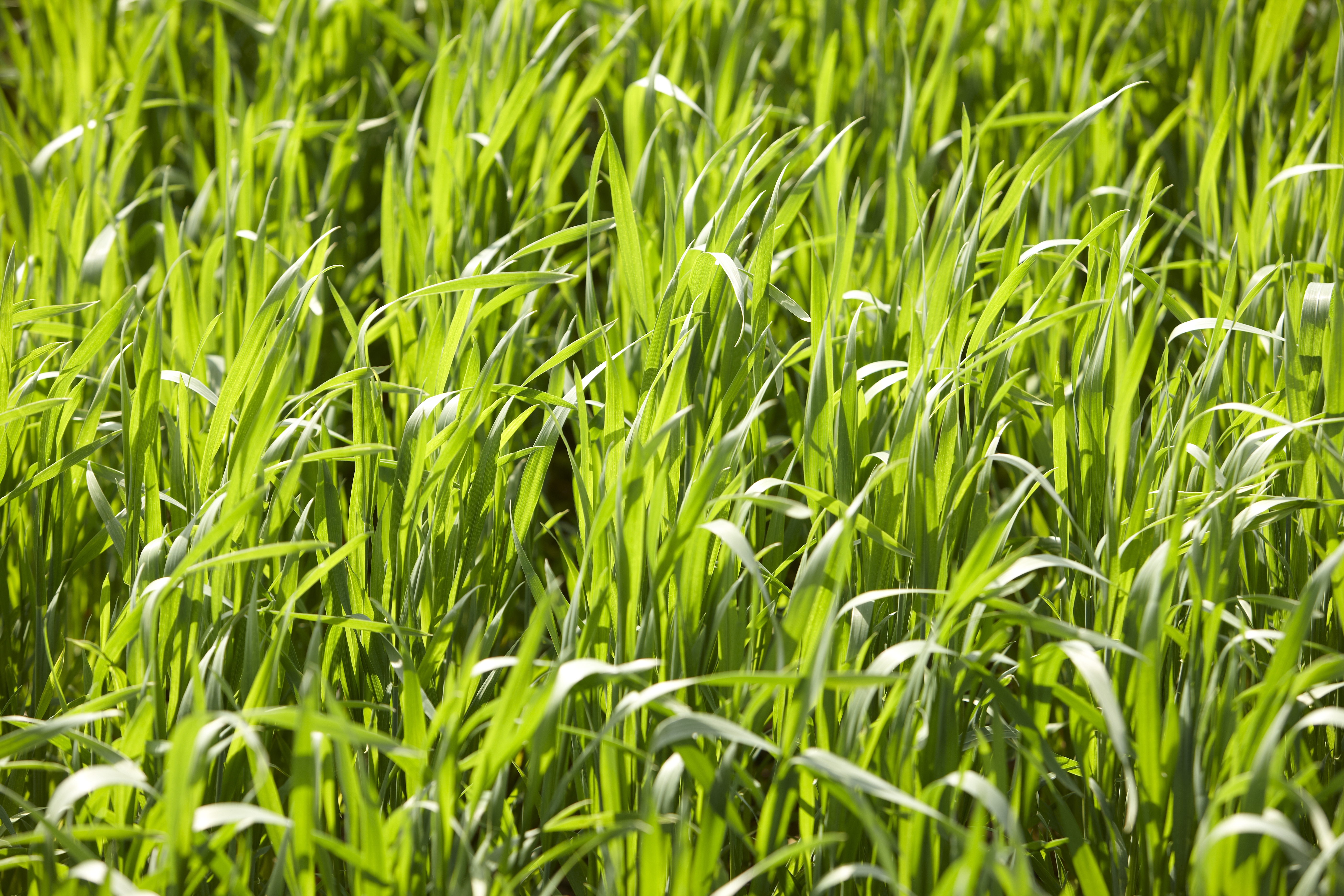 Spring_wheat.jpg