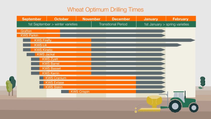 16.9-wheat-optimum-drilling-times.jpg