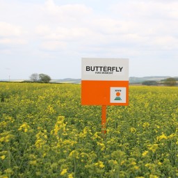 kws_butterfly_oilseeds_1.jpg