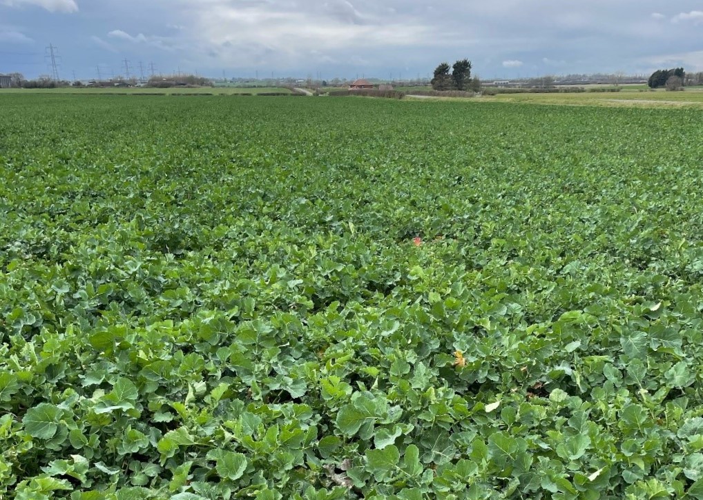 KWS Granos, pictured on the Turners’ farm in Lincolnshire at the beginning of March 2023.