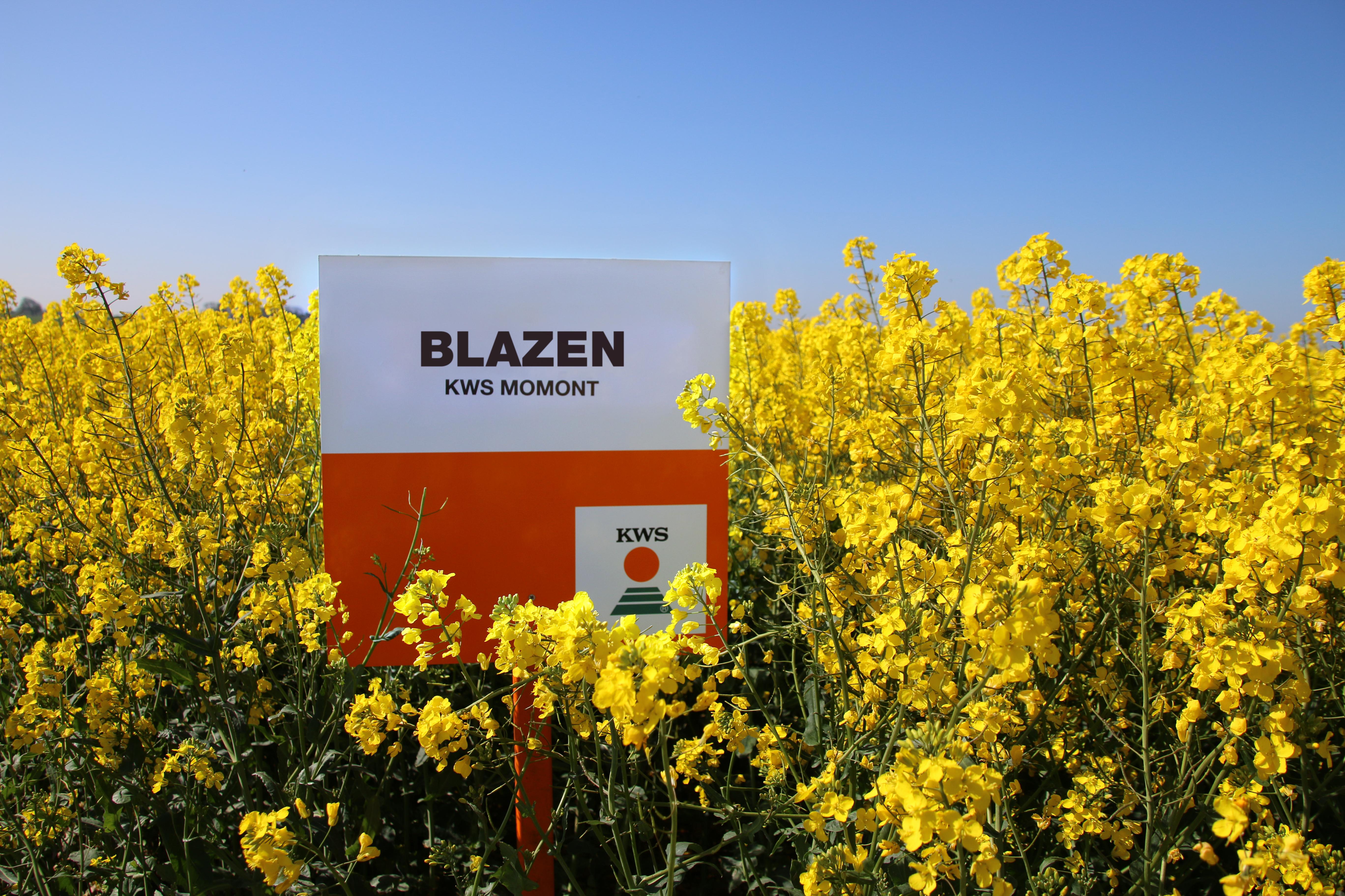 Blazen-flowering-OSR.jpg