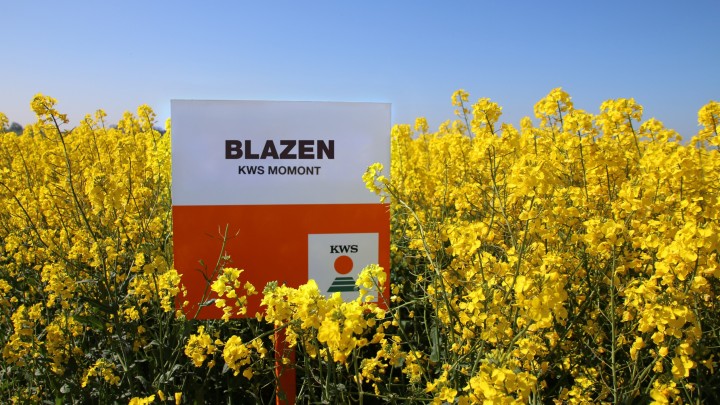 Blazen-flowering-OSR.jpg