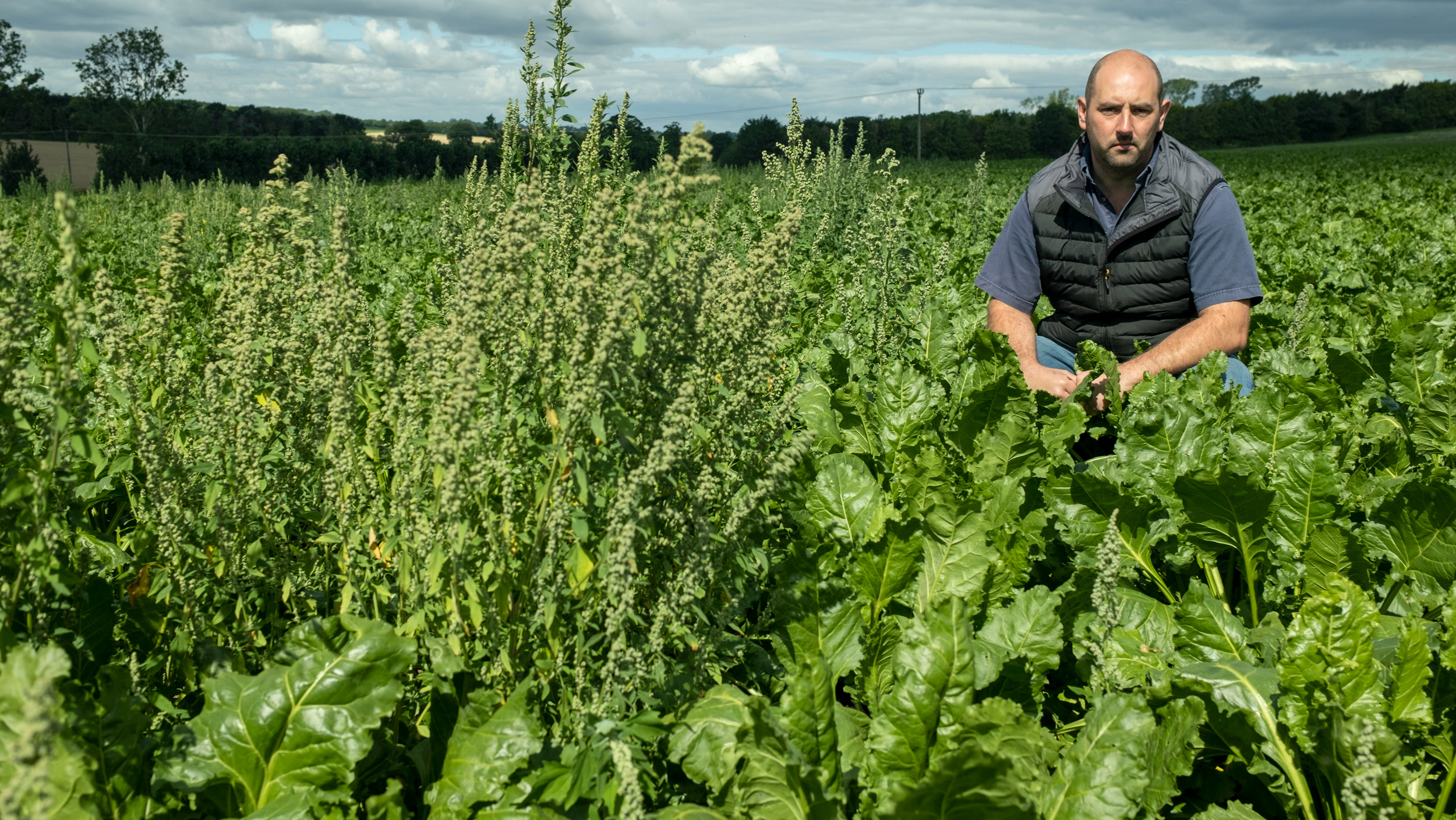 Steve Brummitt highlighting the performance of the CONVISO® ONE herbicide (right) with the fat-hen control achieved by classic herbicides (left)