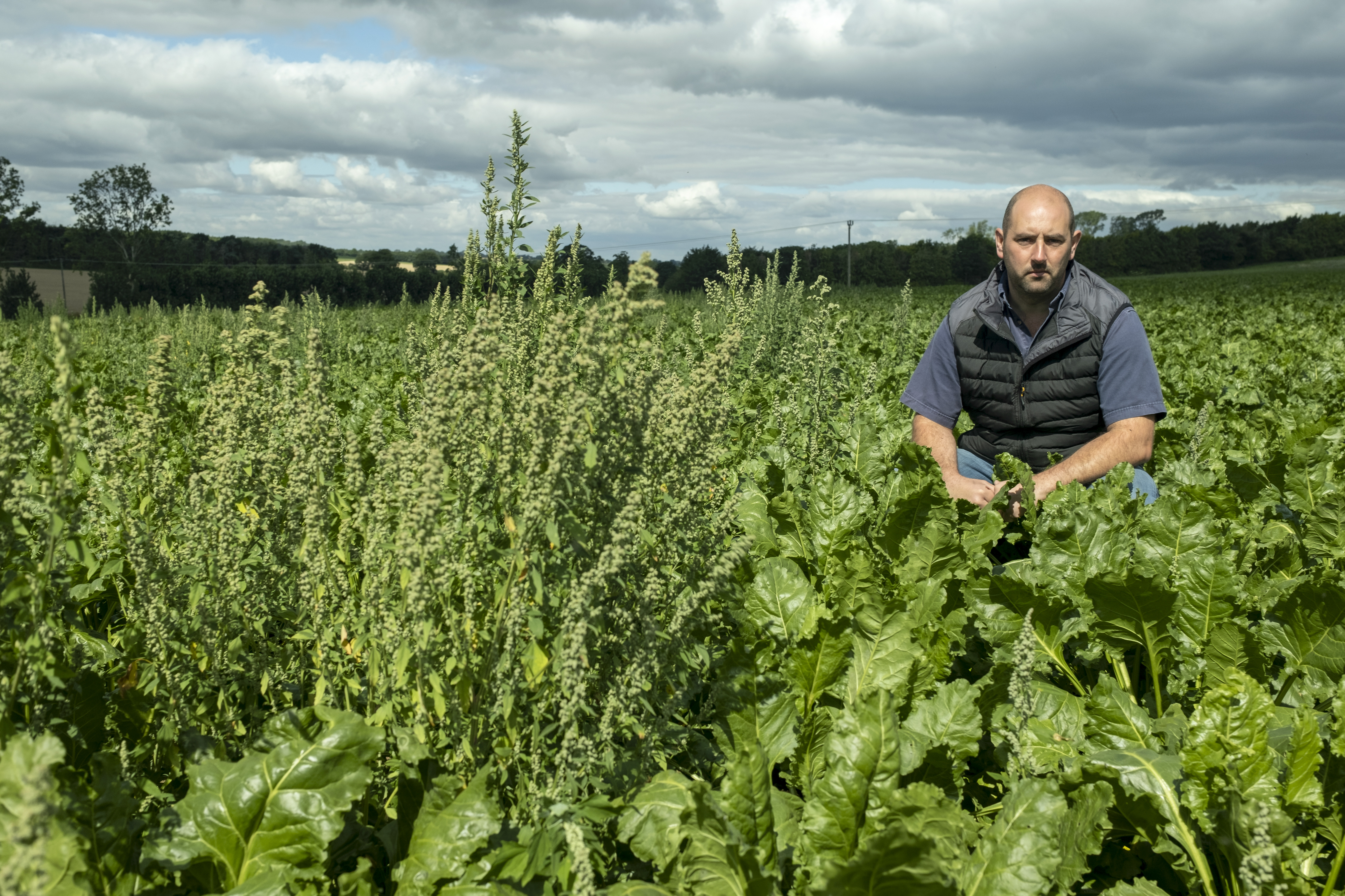 Steven Brummitt showing Fat Hen which had come through the classical herbicide programme whilst the CONVISO® ONEtreated area to the right of the photo is clean