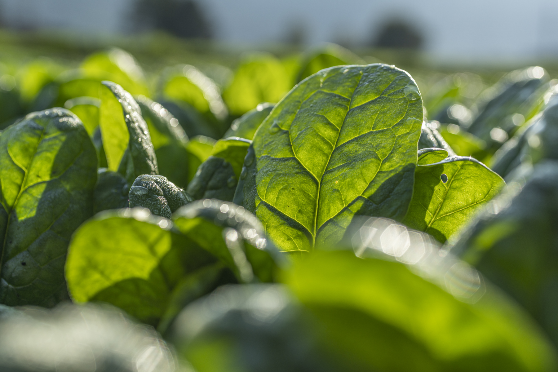 Baby leaf spinach