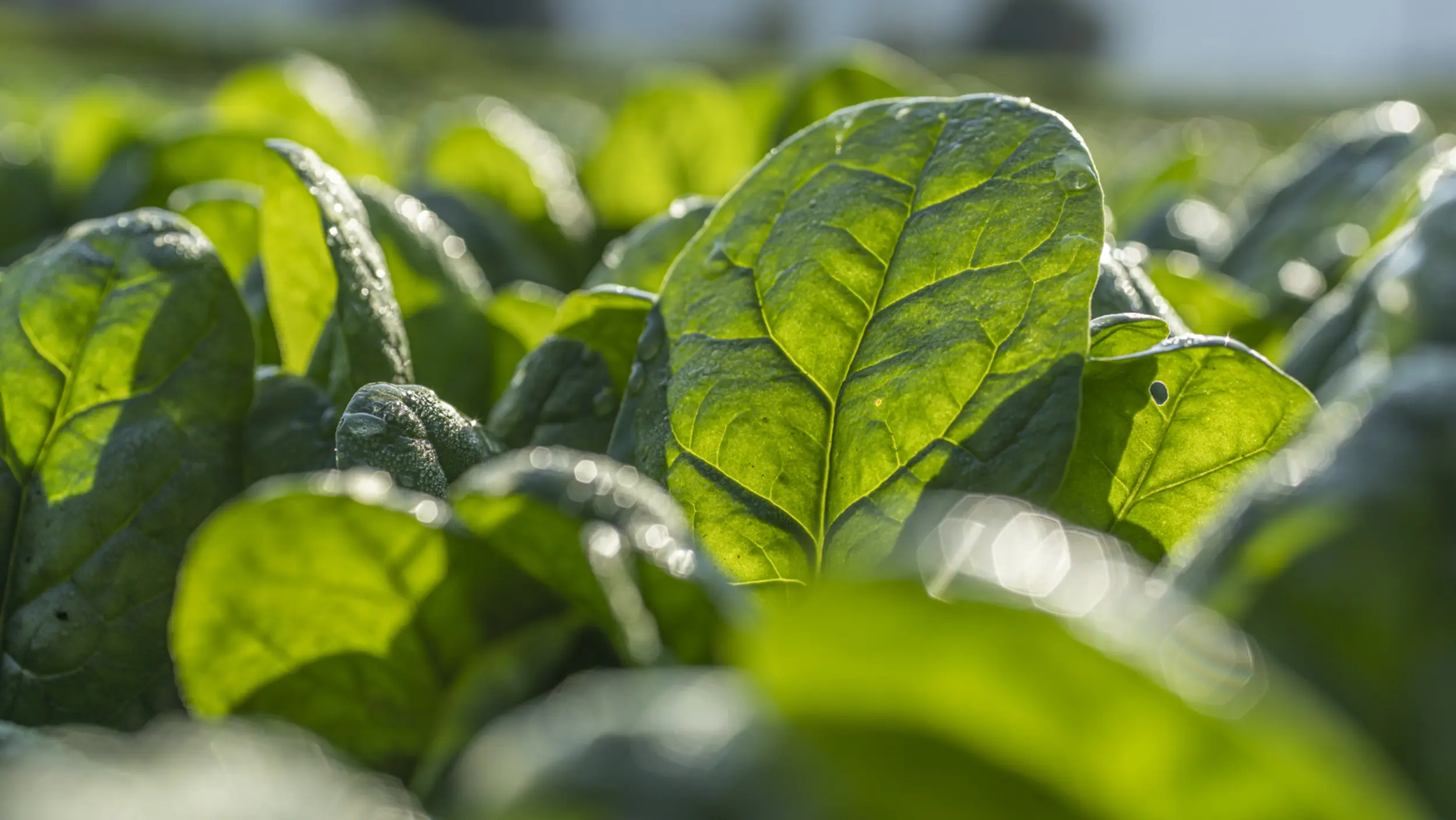 Baby leaf spinach