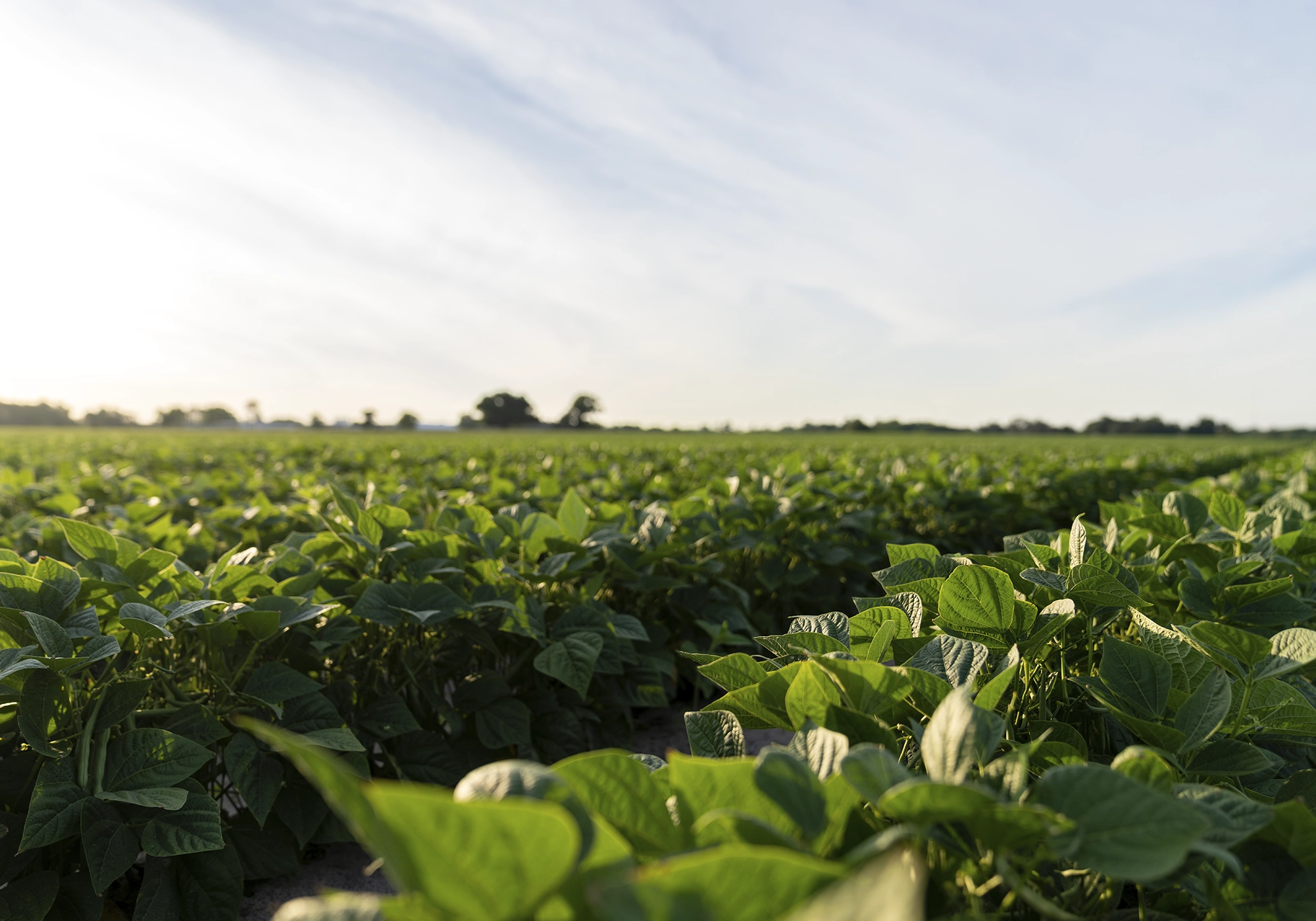 KWS_Vegetables-parallax-magmacollection_beans.webp