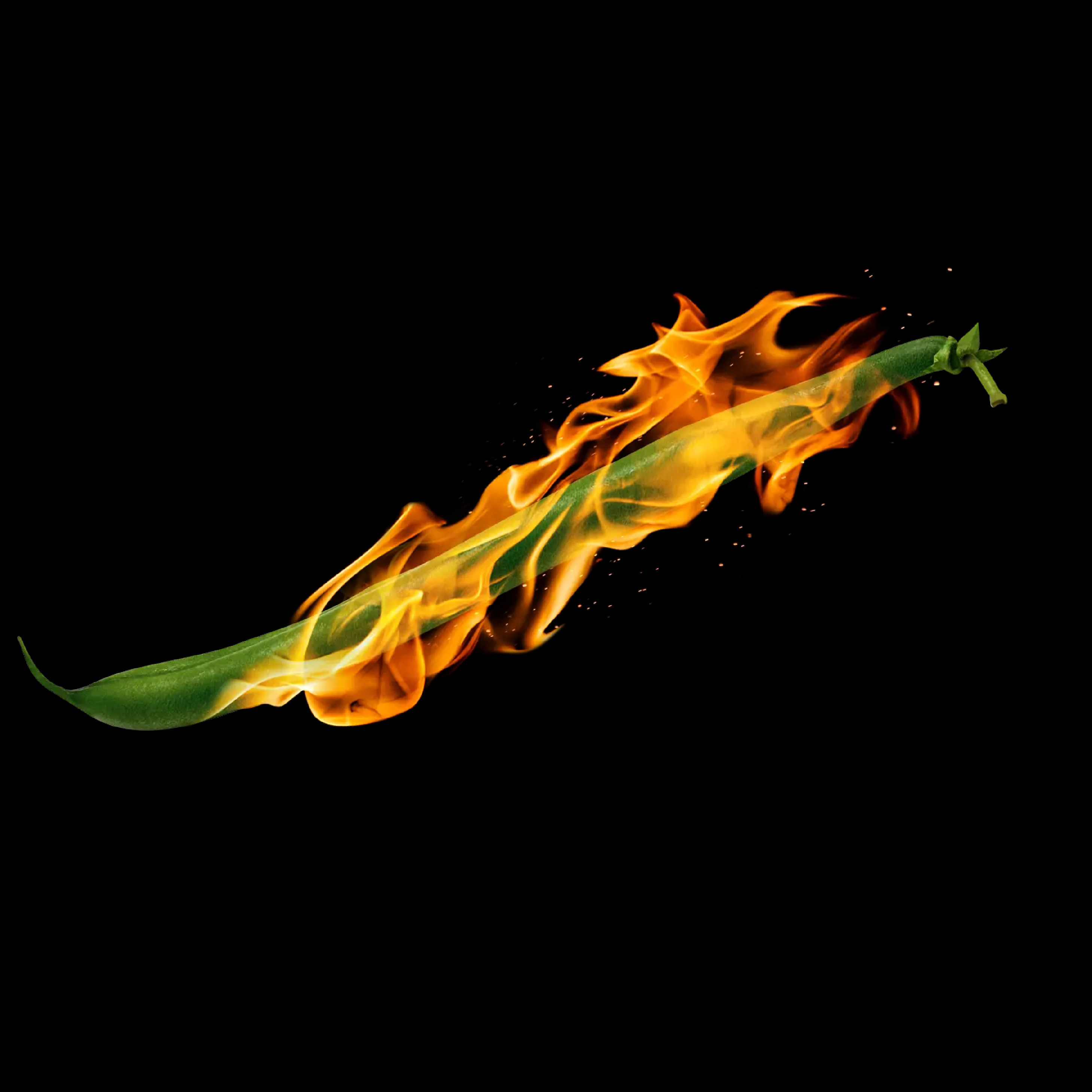 KWS_Vegetables_Magma_Collection.jpg