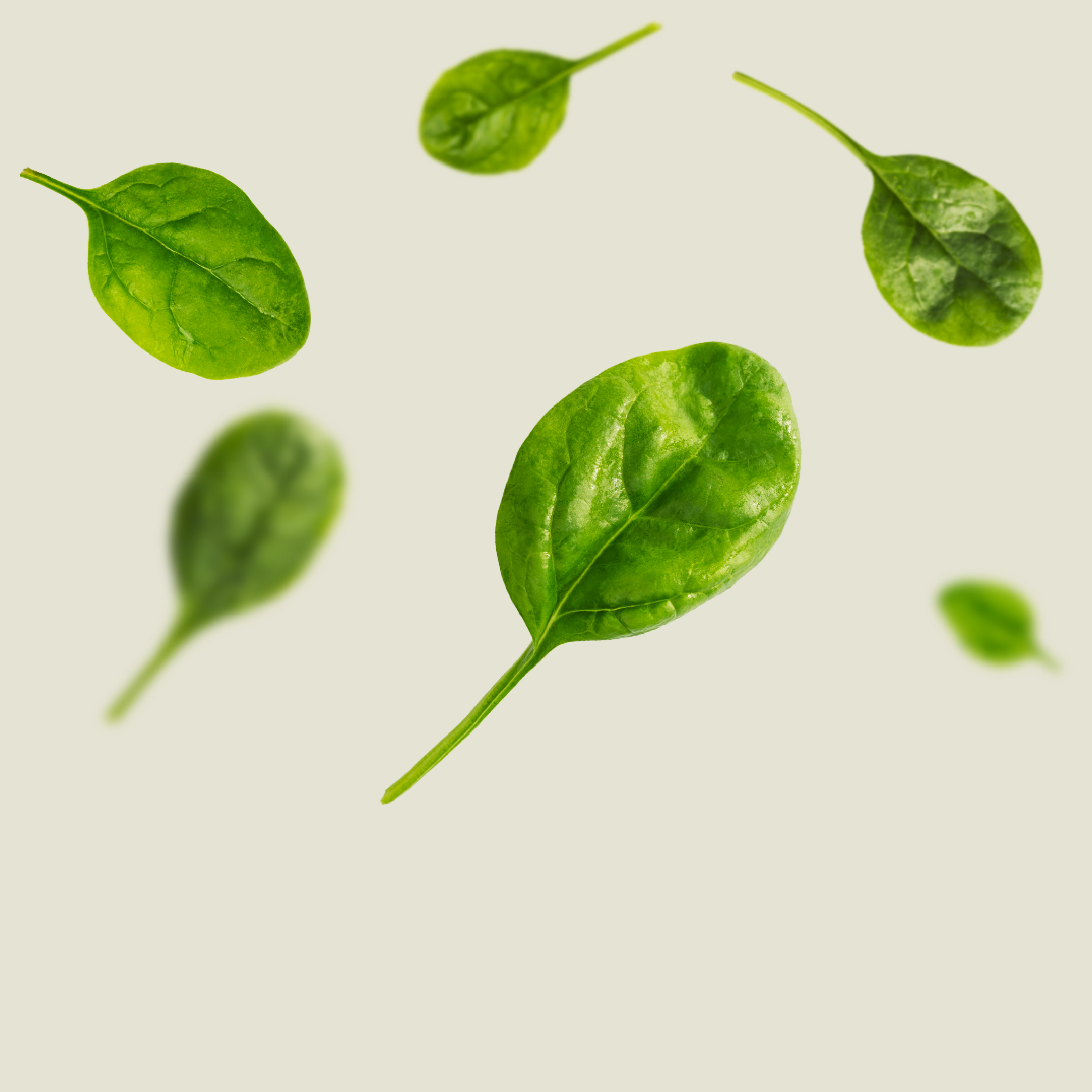 KWS_Vegetables_Product_Teaser_Spinach.jpg