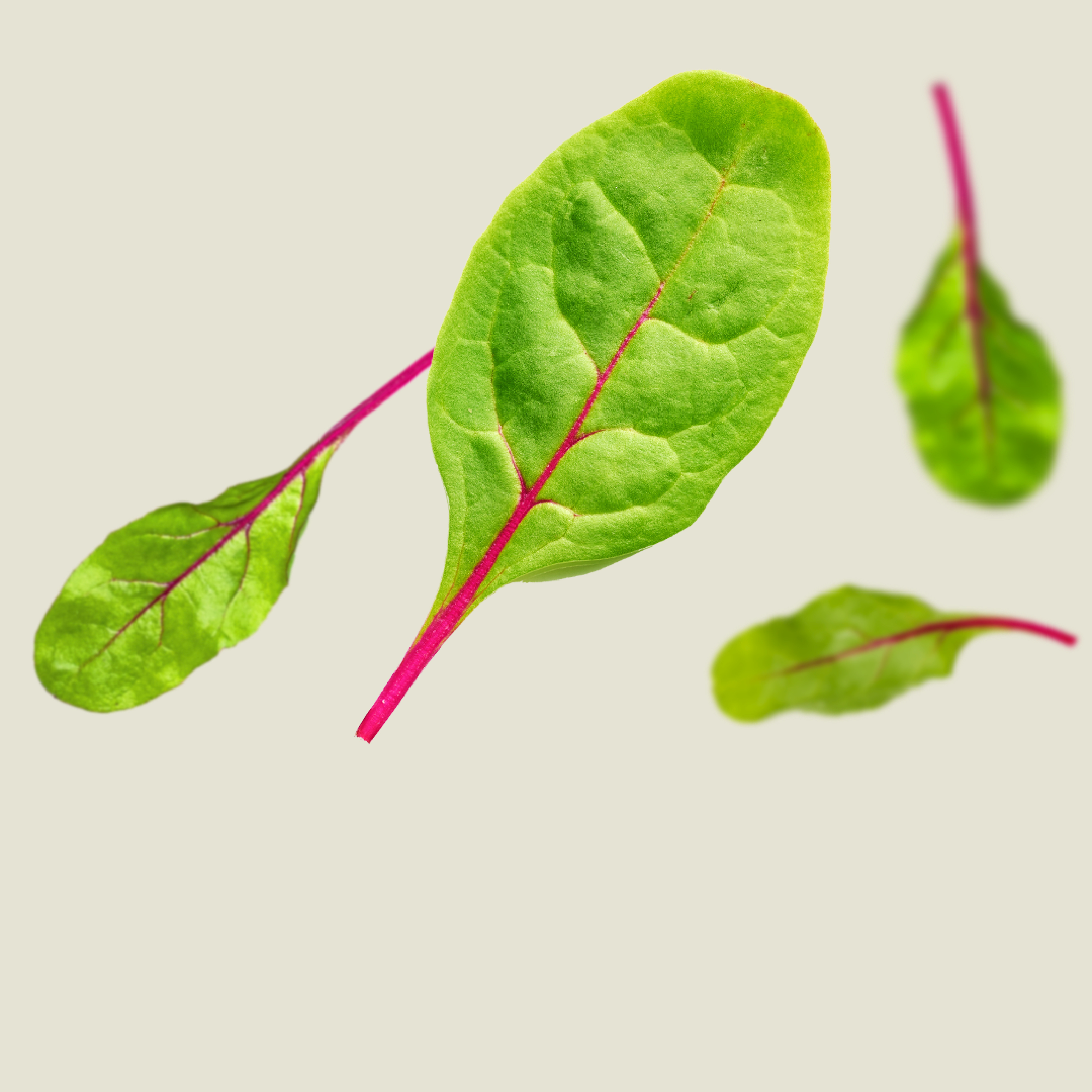KWS_Vegetables_Product_Teaser_Swiss_Chard.jpg