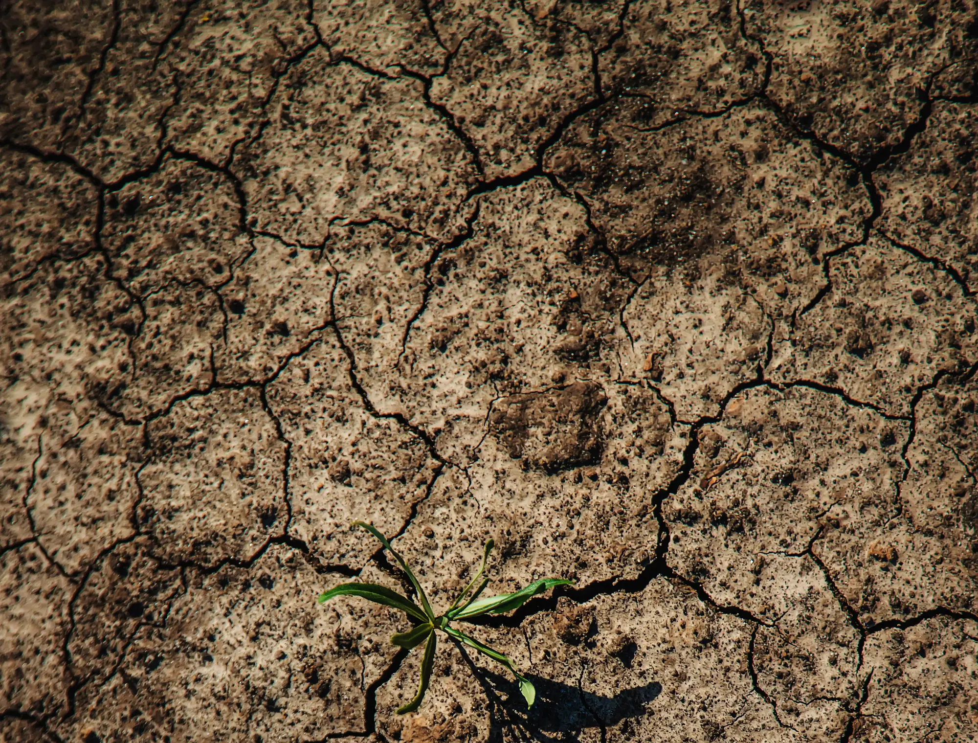 KWS_Vegetables_VitalPack_DroughtDEFENSE.webp