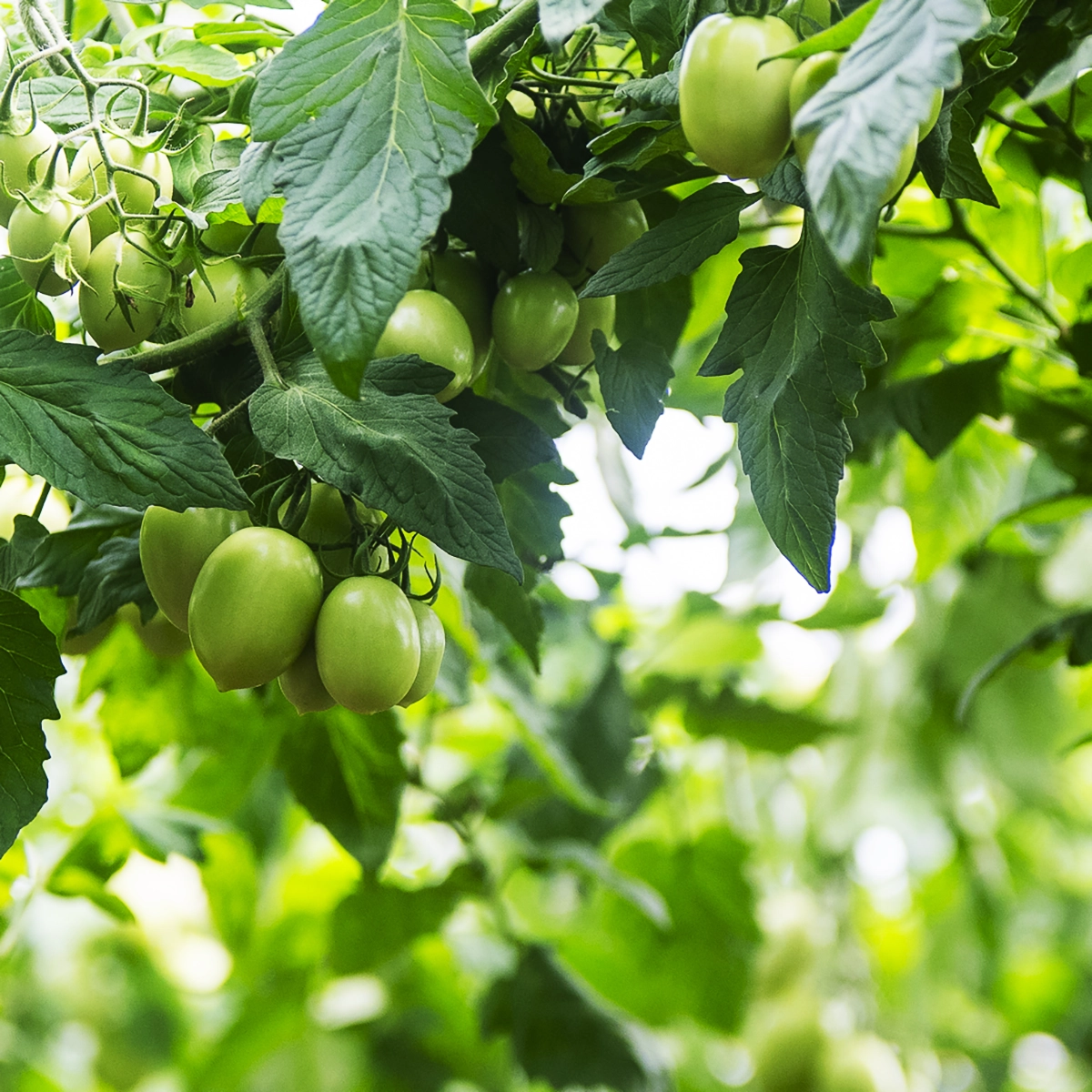 KWS_Vegetables_Vitalpack-RugoseSafe_tomatos.webp
