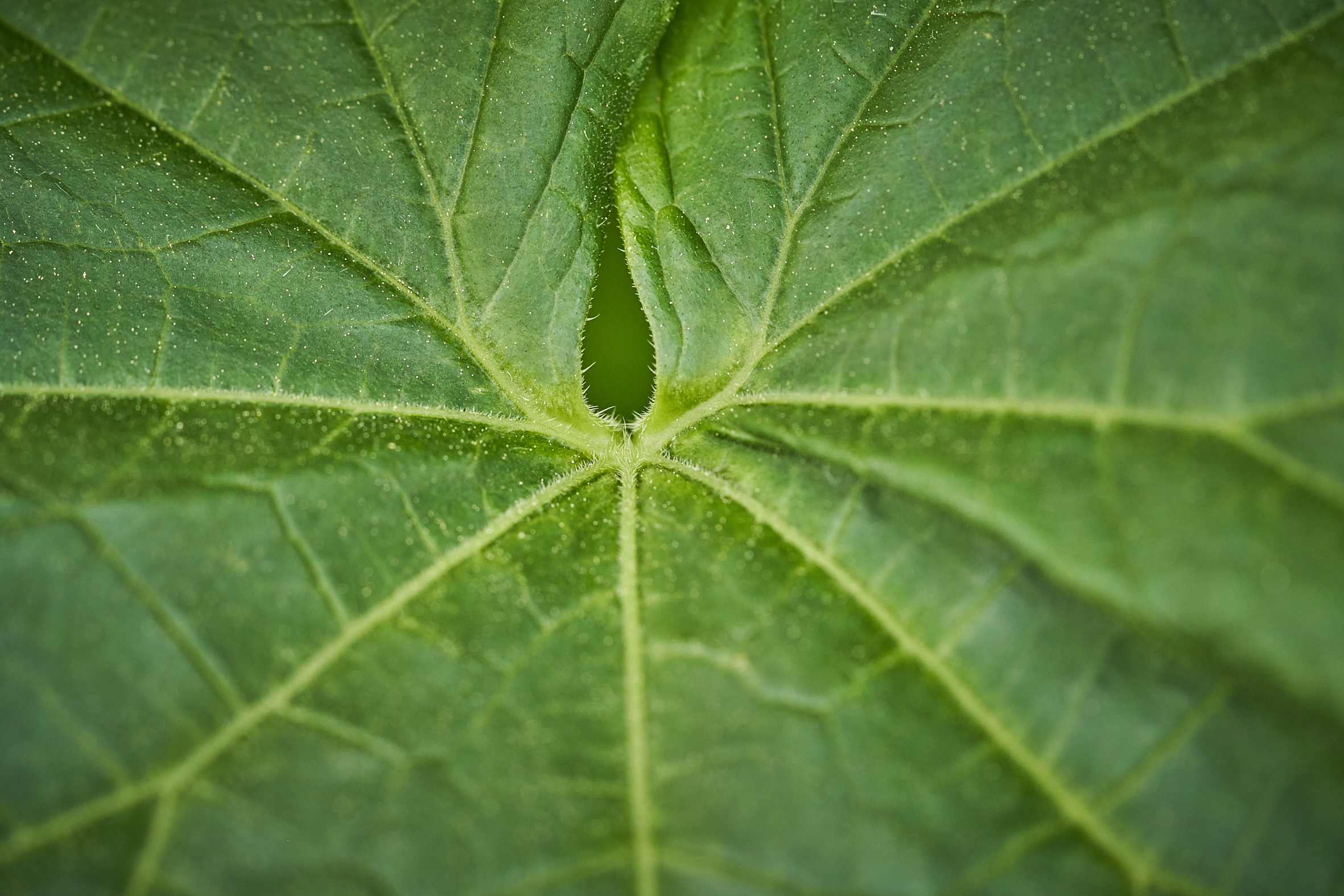 kws0522_cucumber_rt44331.jpg