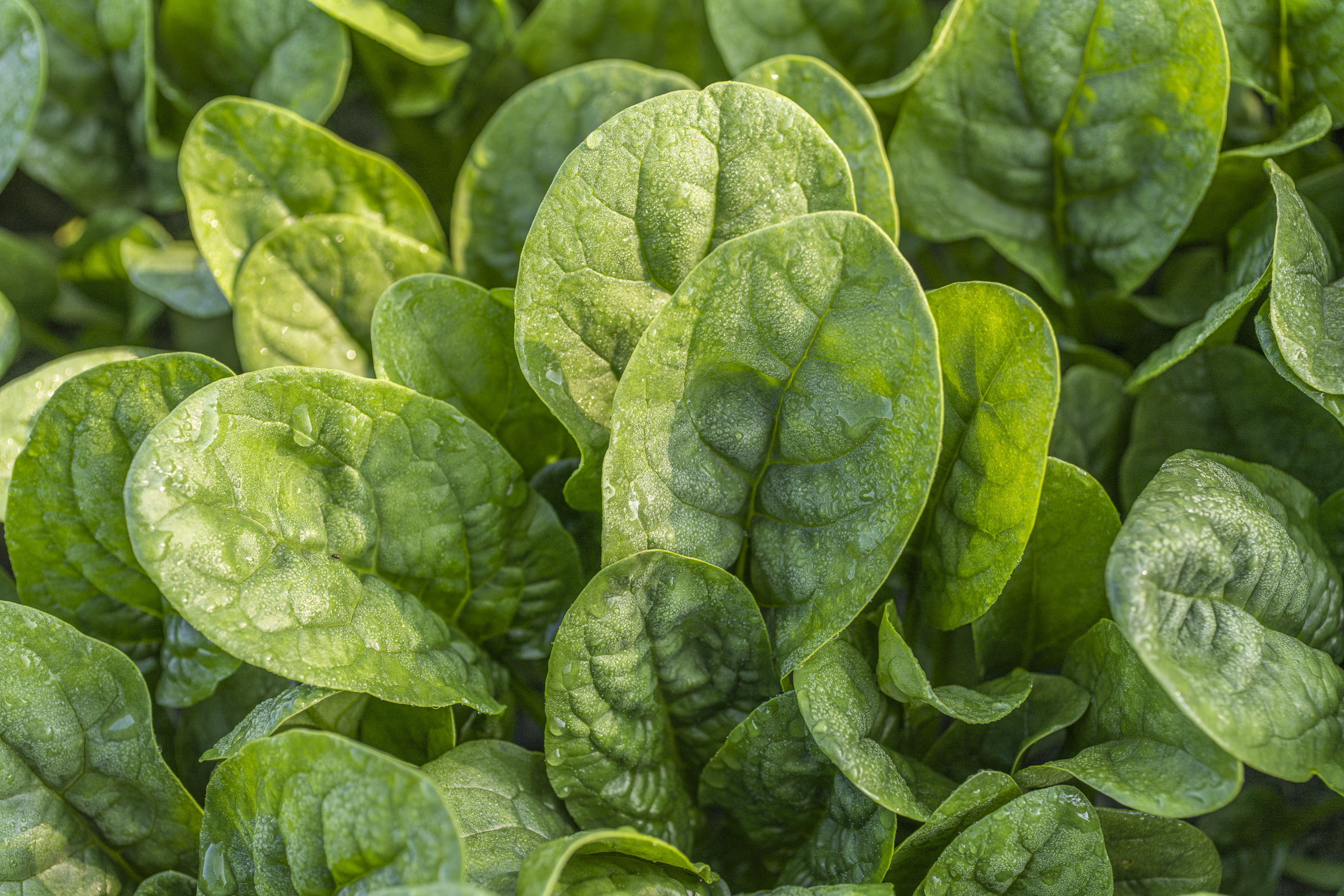 kws0920_baby_leaf_spinach_detail_shot_46021.jpg