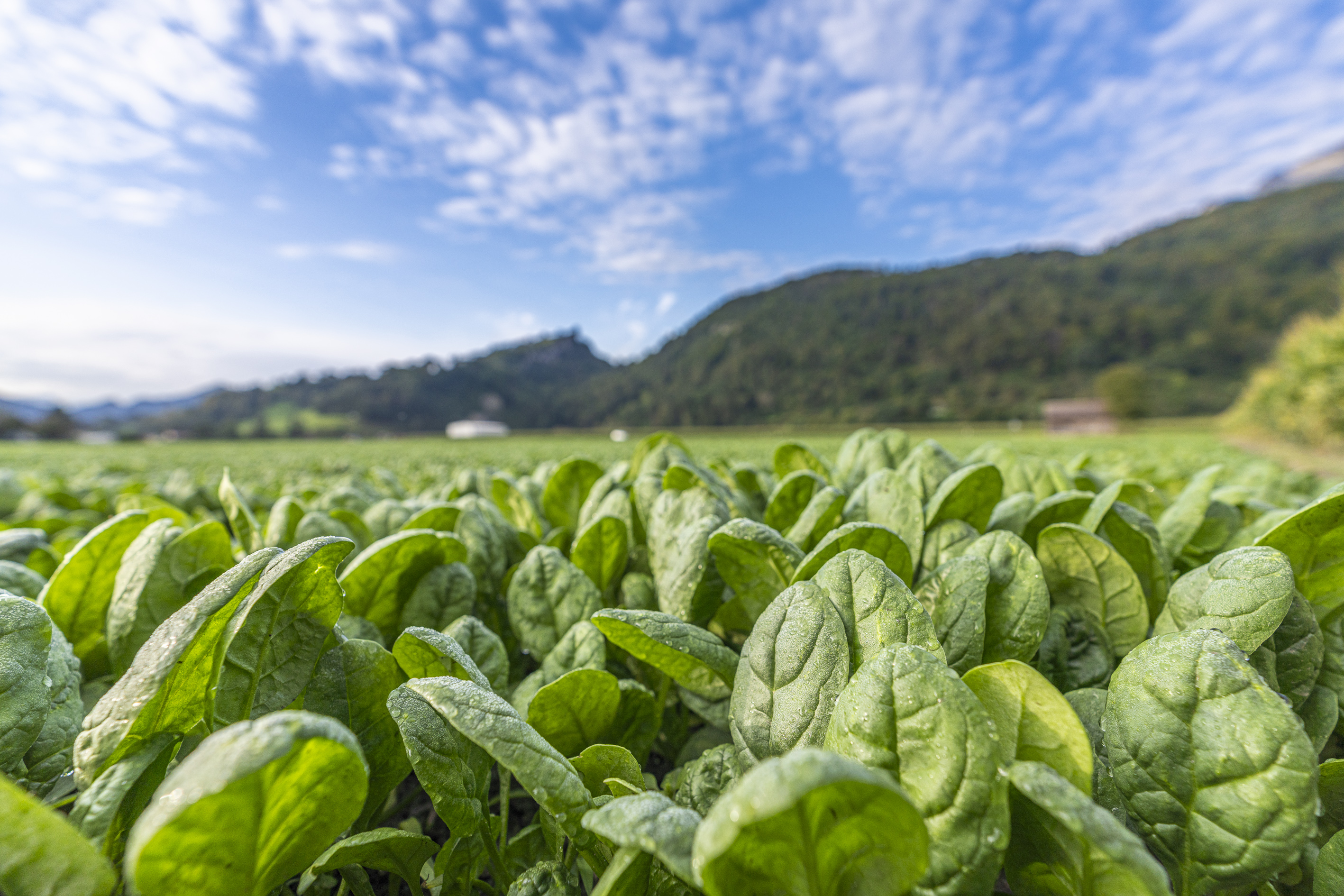 kws0920_baby_leaf_spinach_field_45823.jpg