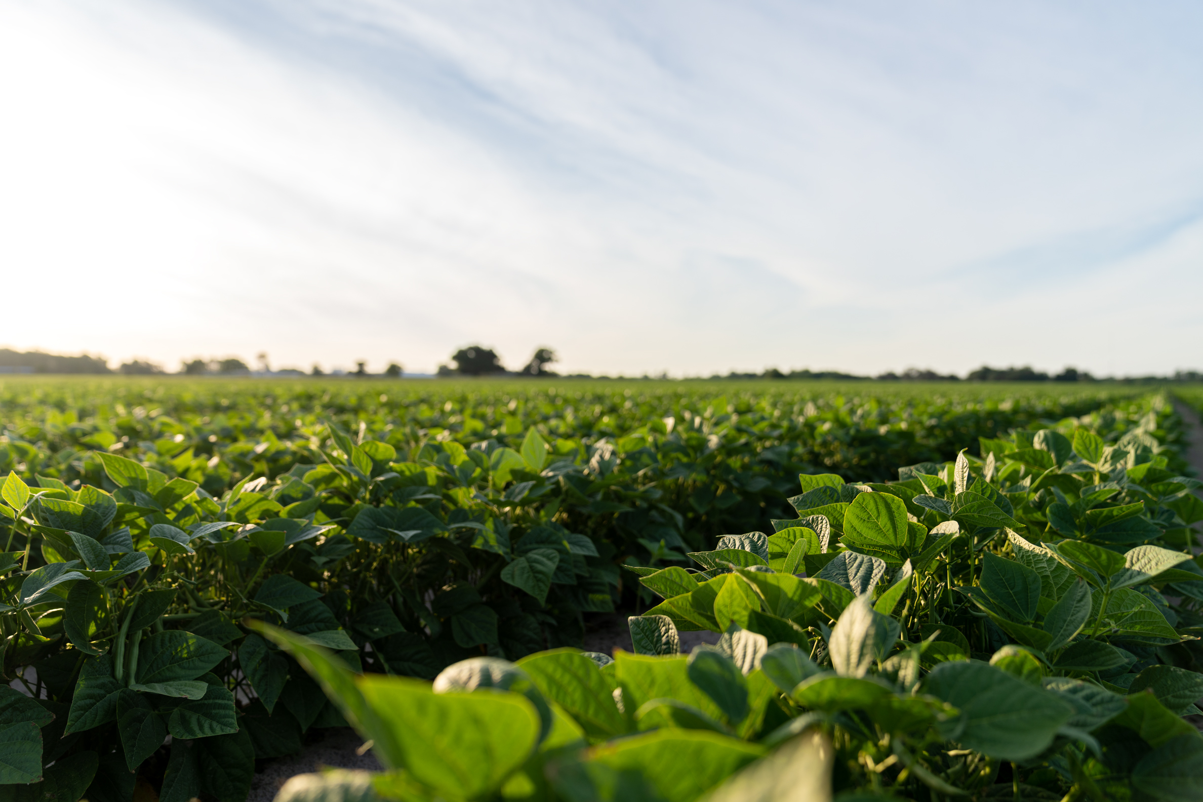 kws_pv_bean_field_wide__1_.jpg