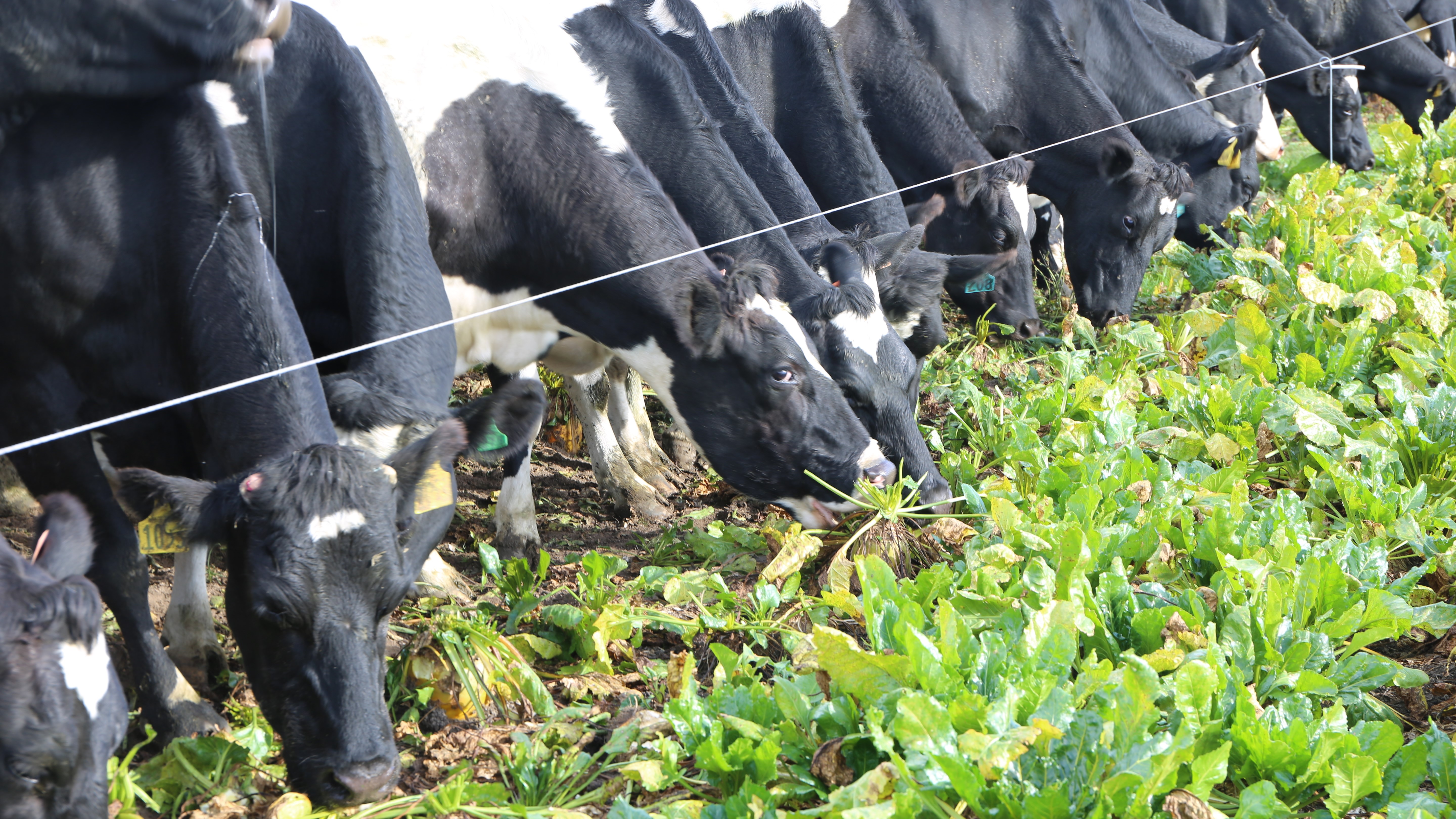 Cows-grazing-fodderbeet.jpg