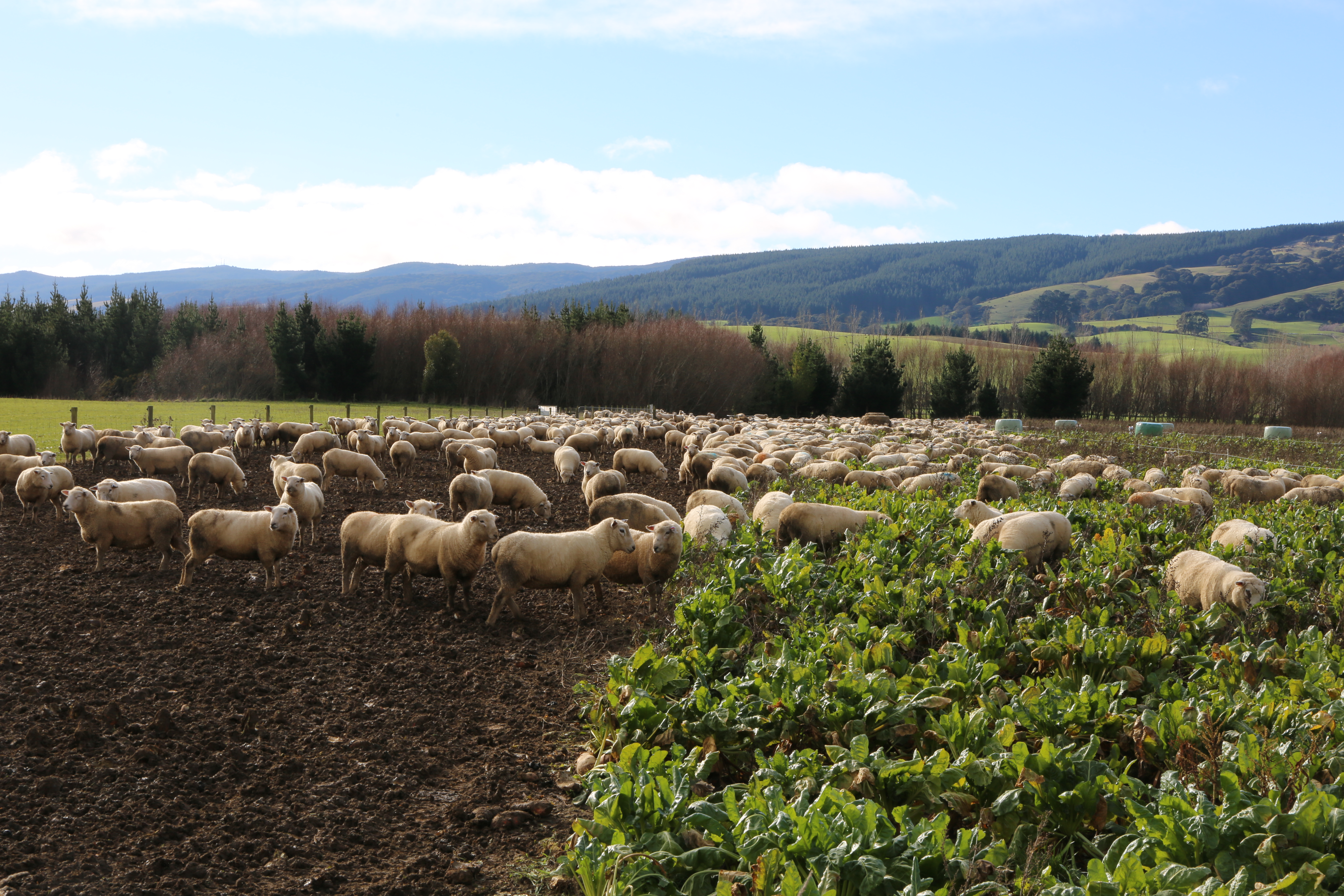 Fodderbeet_Sheep-grazing.jpg