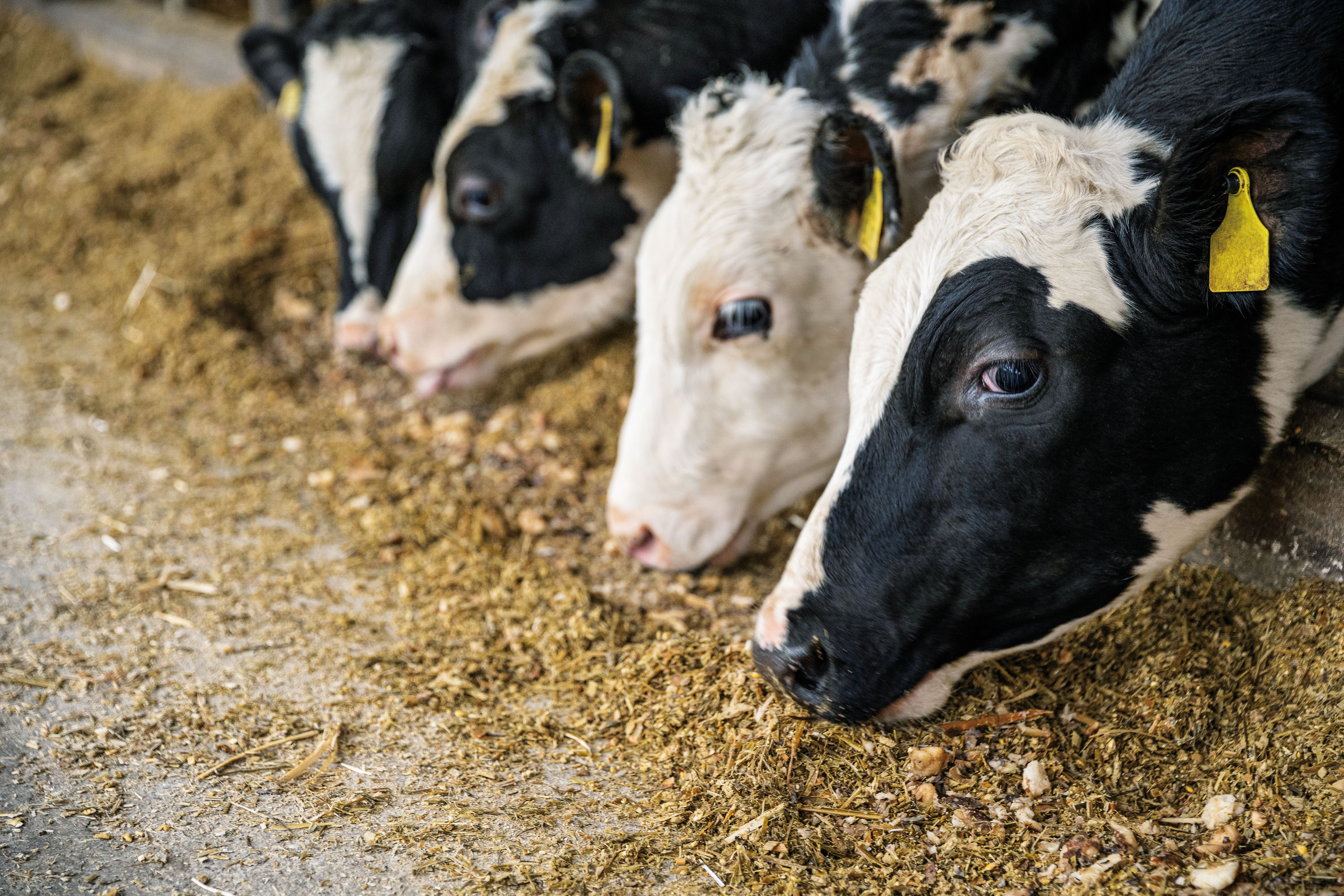 cows-barn-feeding.jpg