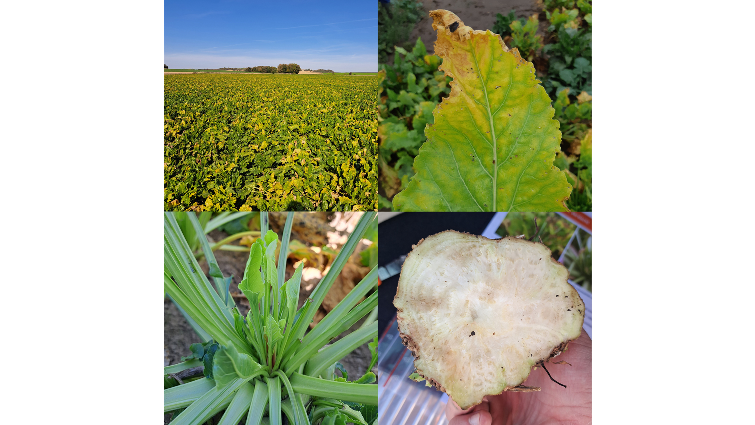 Symptoms of SBR on field crops, showing damaged leaves, roots, and tubers with signs of decay and deformity.