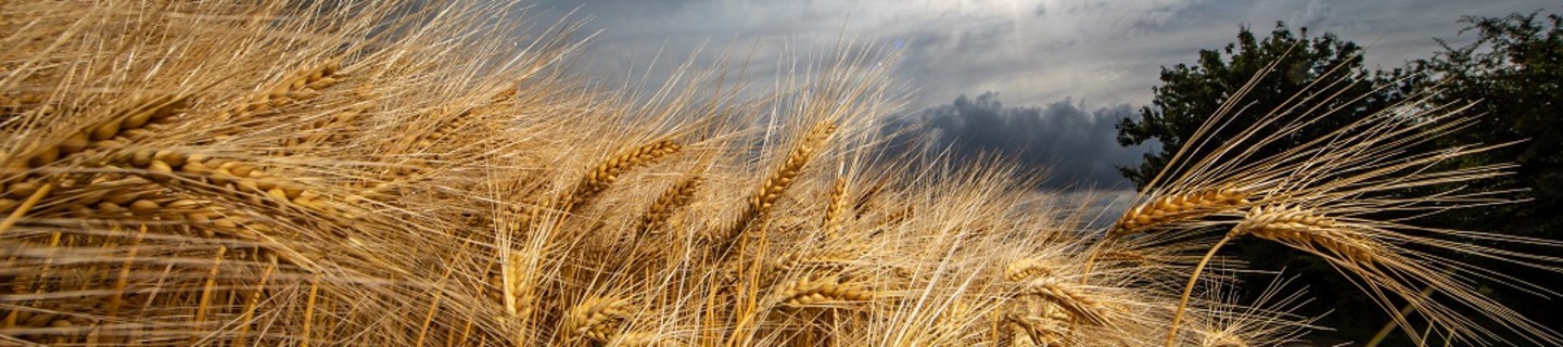 Barley-dark-sky-klein.jpg
