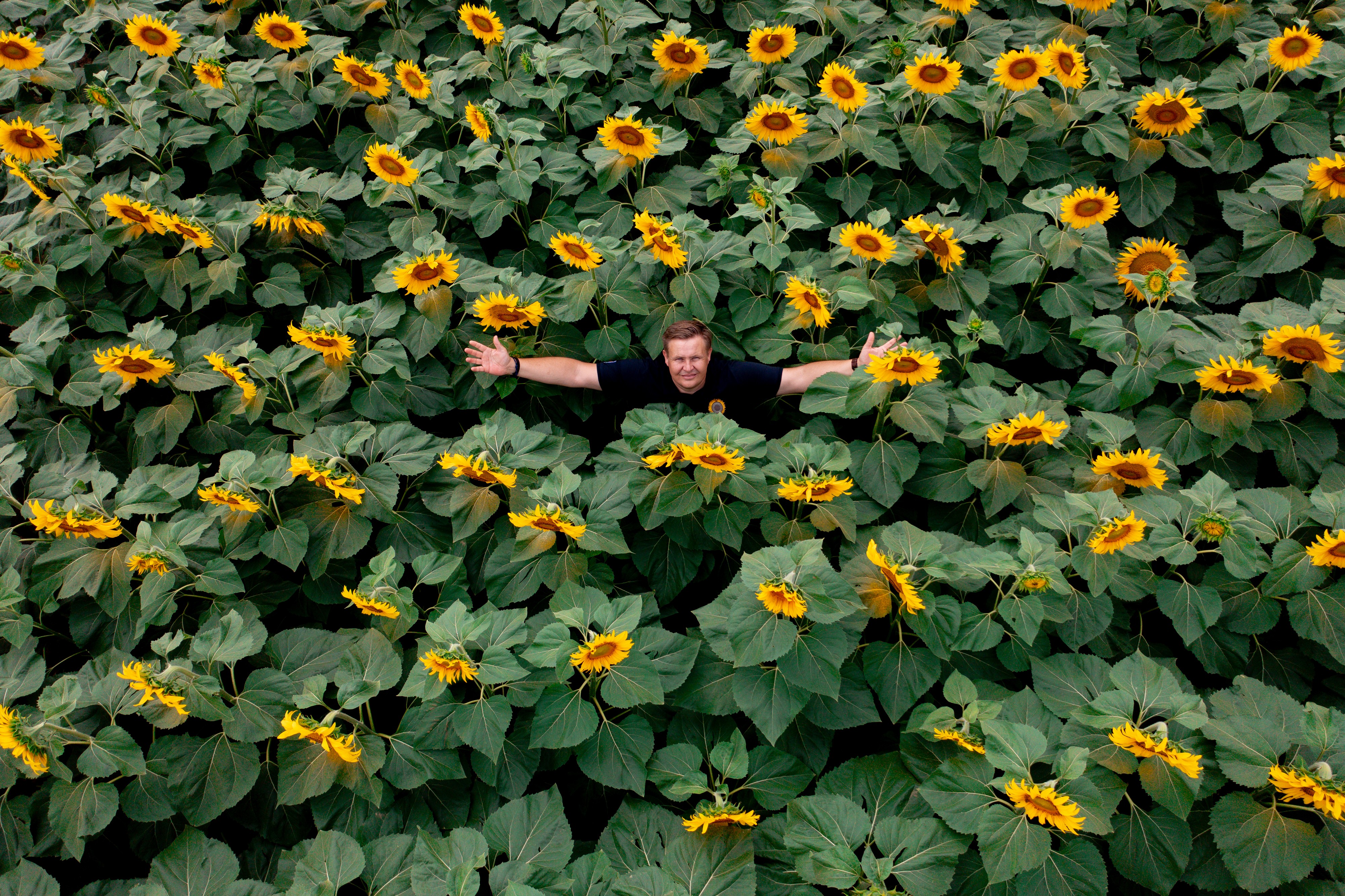 streb_peter_kws_sunflower_field.jpg