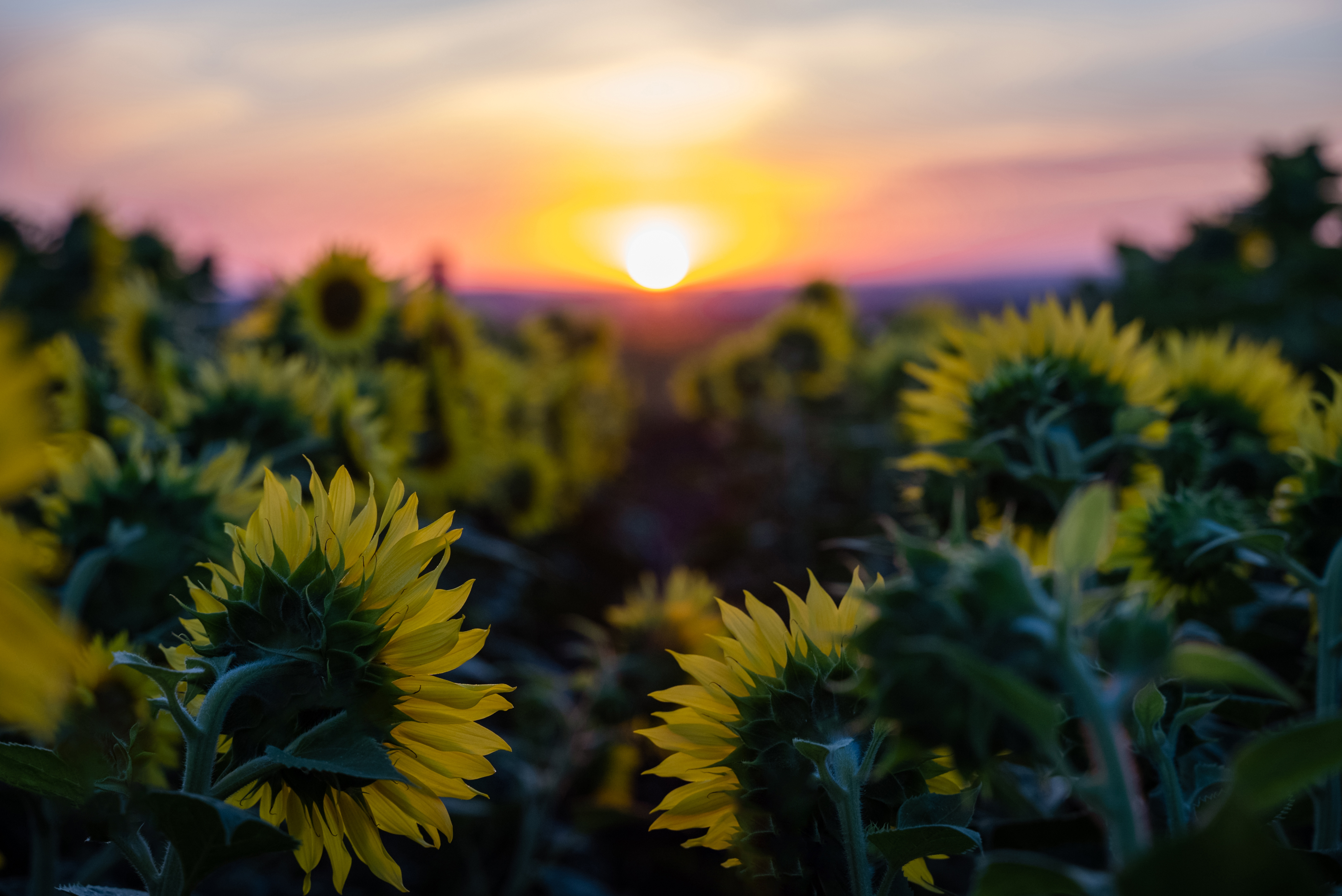 sunflower_field.jpeg